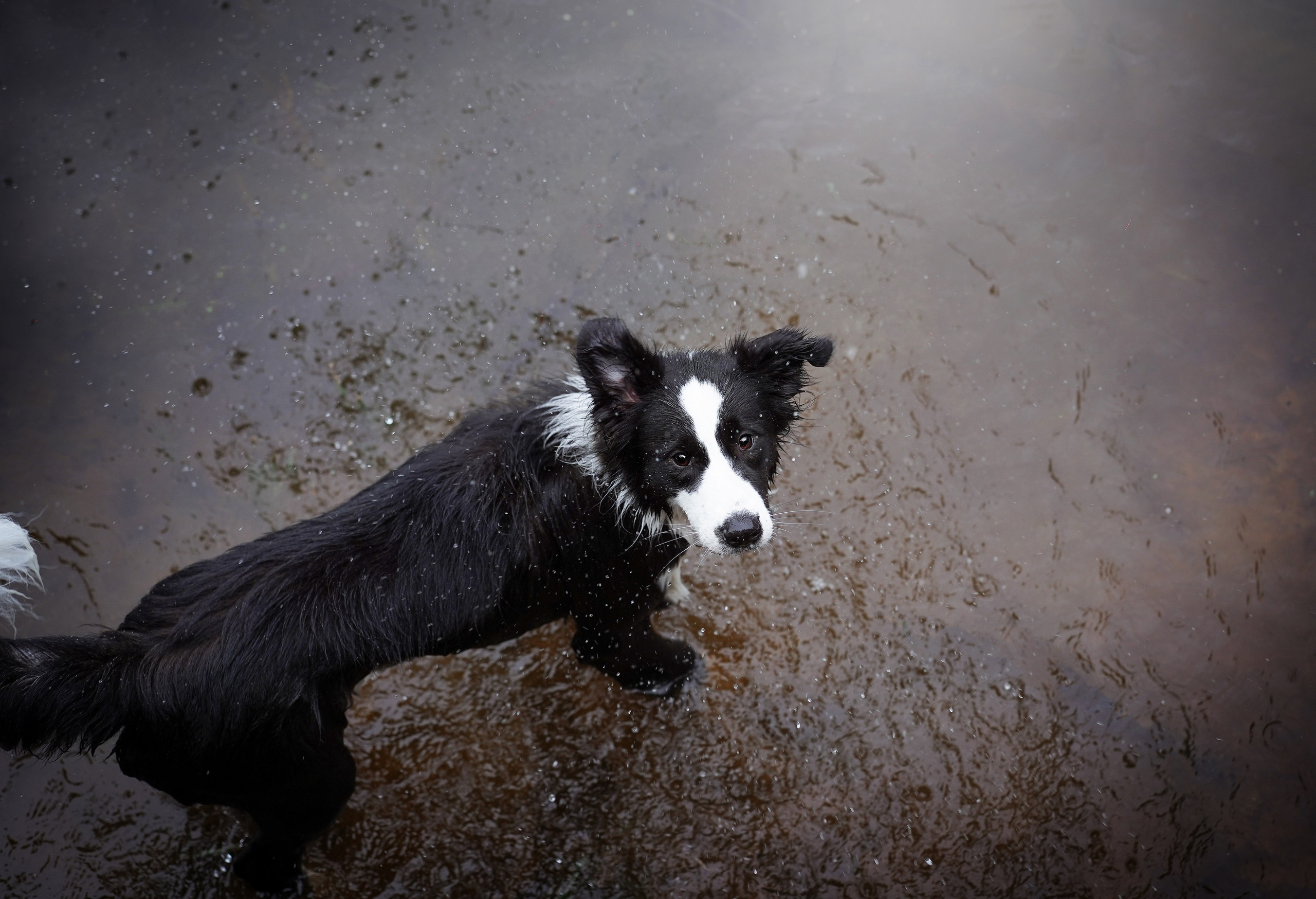 Юлия и Груша. Фотограф-анималист в Санкт-Петербурге Яна Мартынова