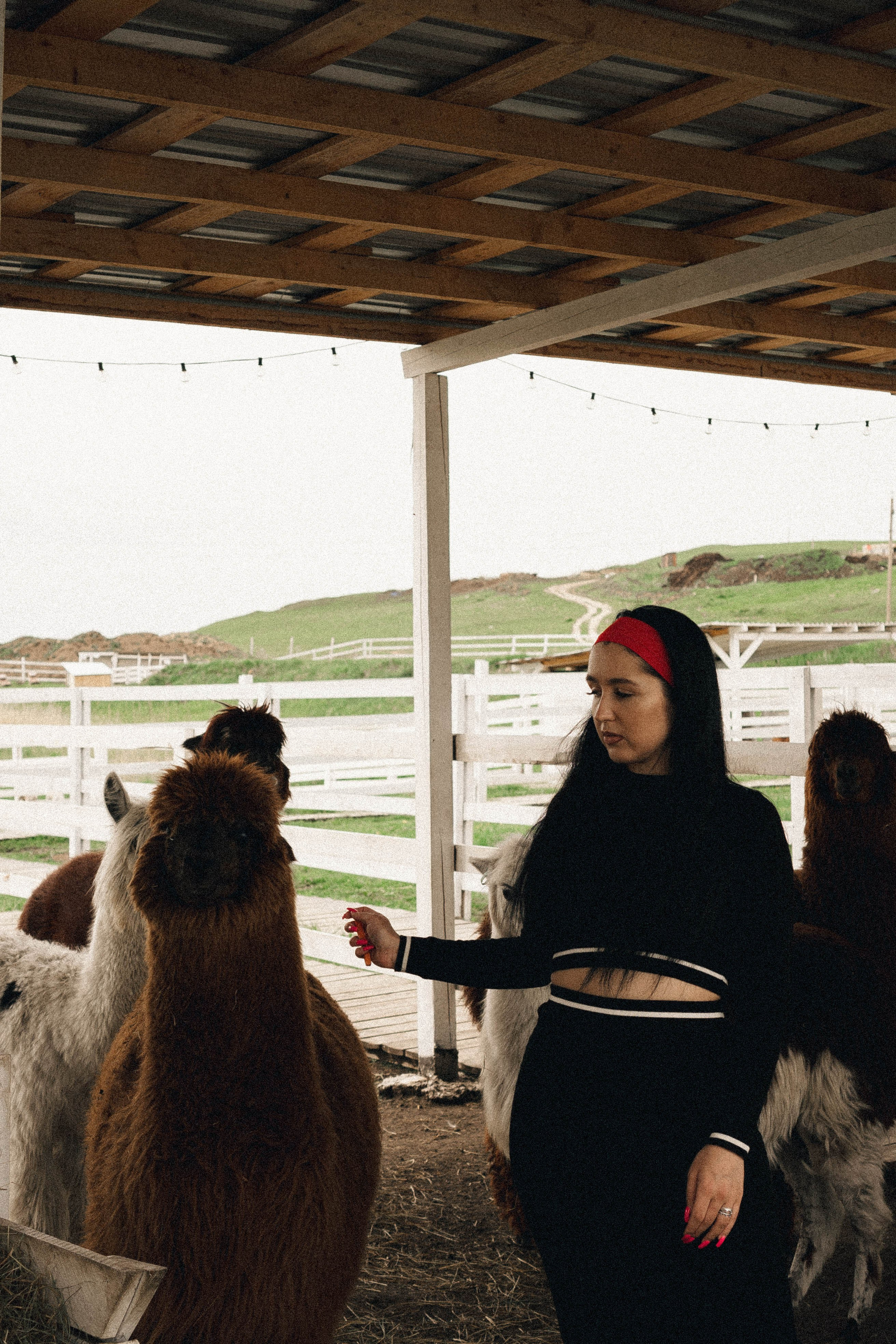 Ферма Альпак. Профессиональный фотограф, Санкт-Петербург — Виктория Богомолова