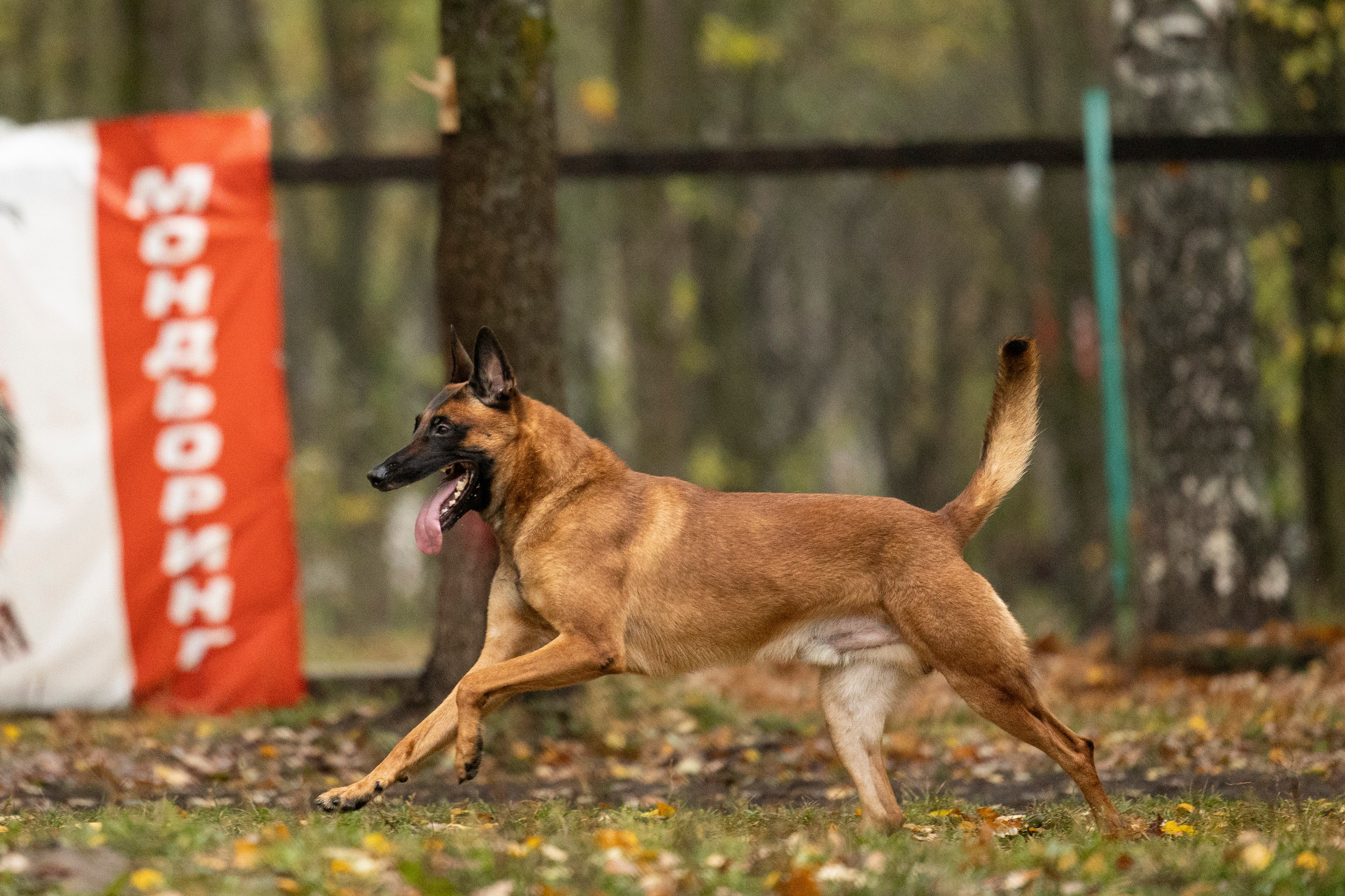 Соревнования по Мондьорингу г. Вологда. Фотограф-анималист Анна Маринич