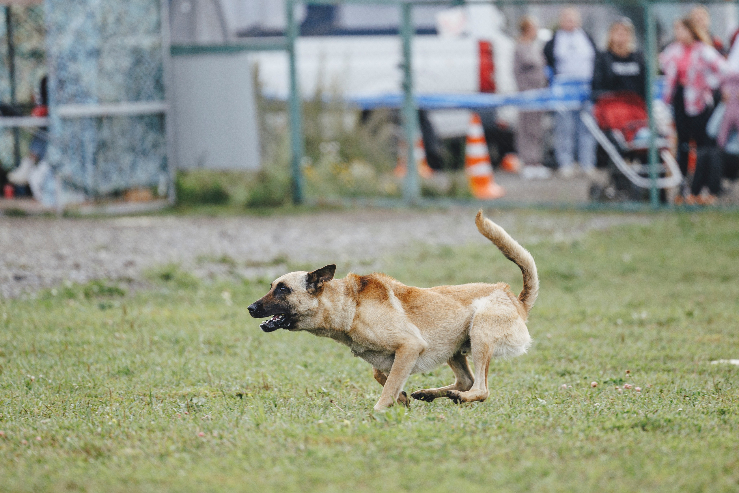 08.08.25-10.08.25 ЧР по мондьорингу г. Вологда. Фотограф-анималист Анна Маринич