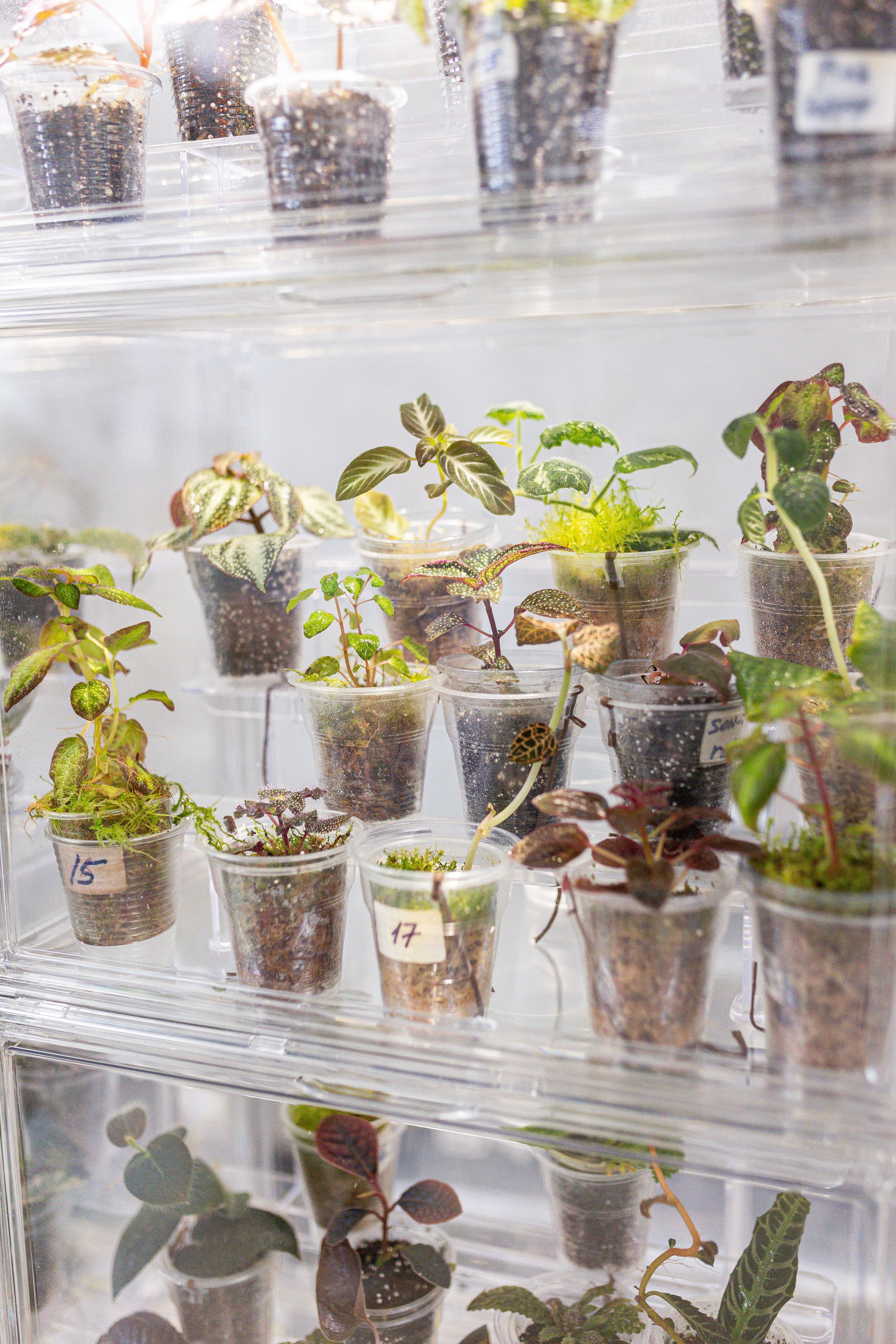 Green rare июнь 2025. Александра Куликова фотограф, Москва