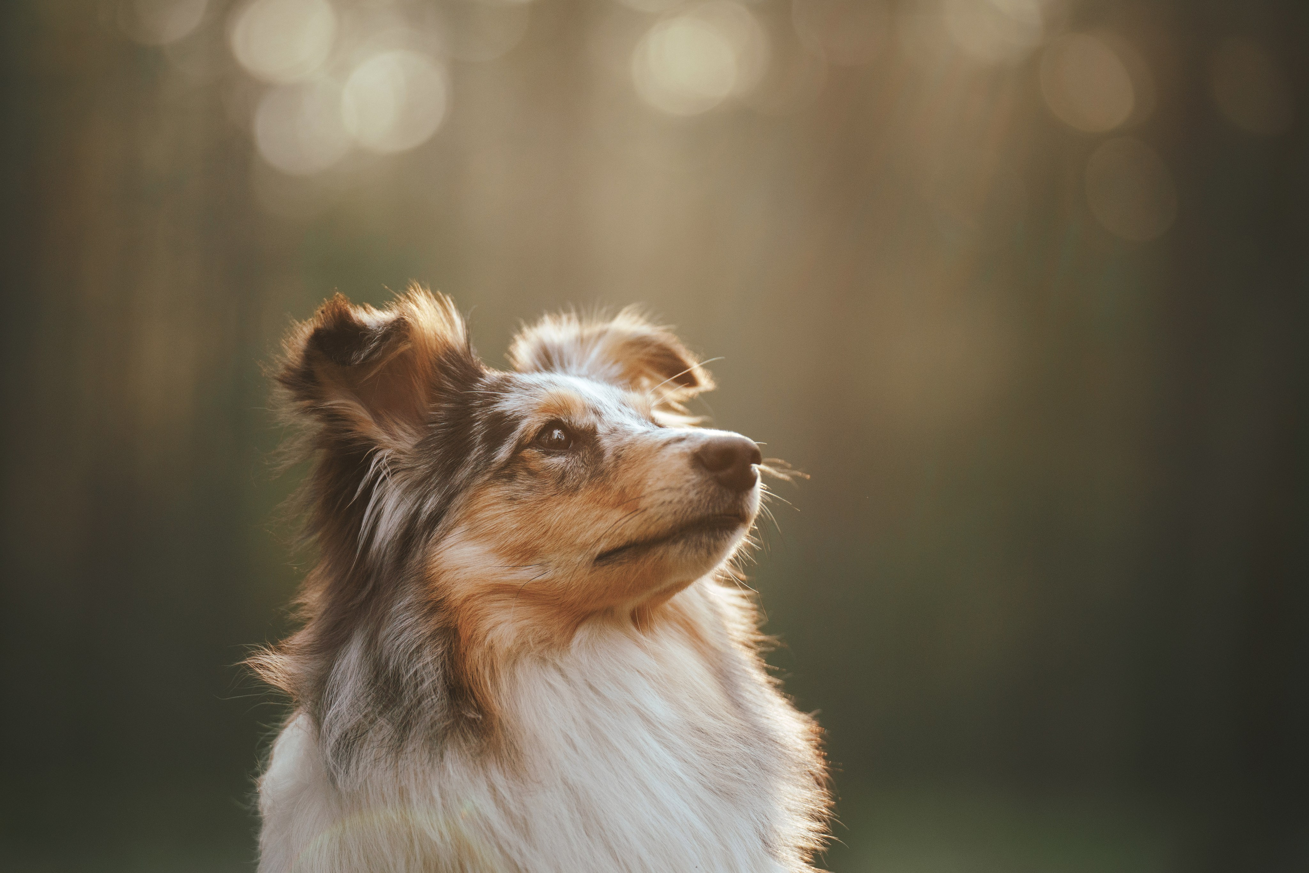 Мила и Лейла. Фотограф анималист Осипчикова Мария