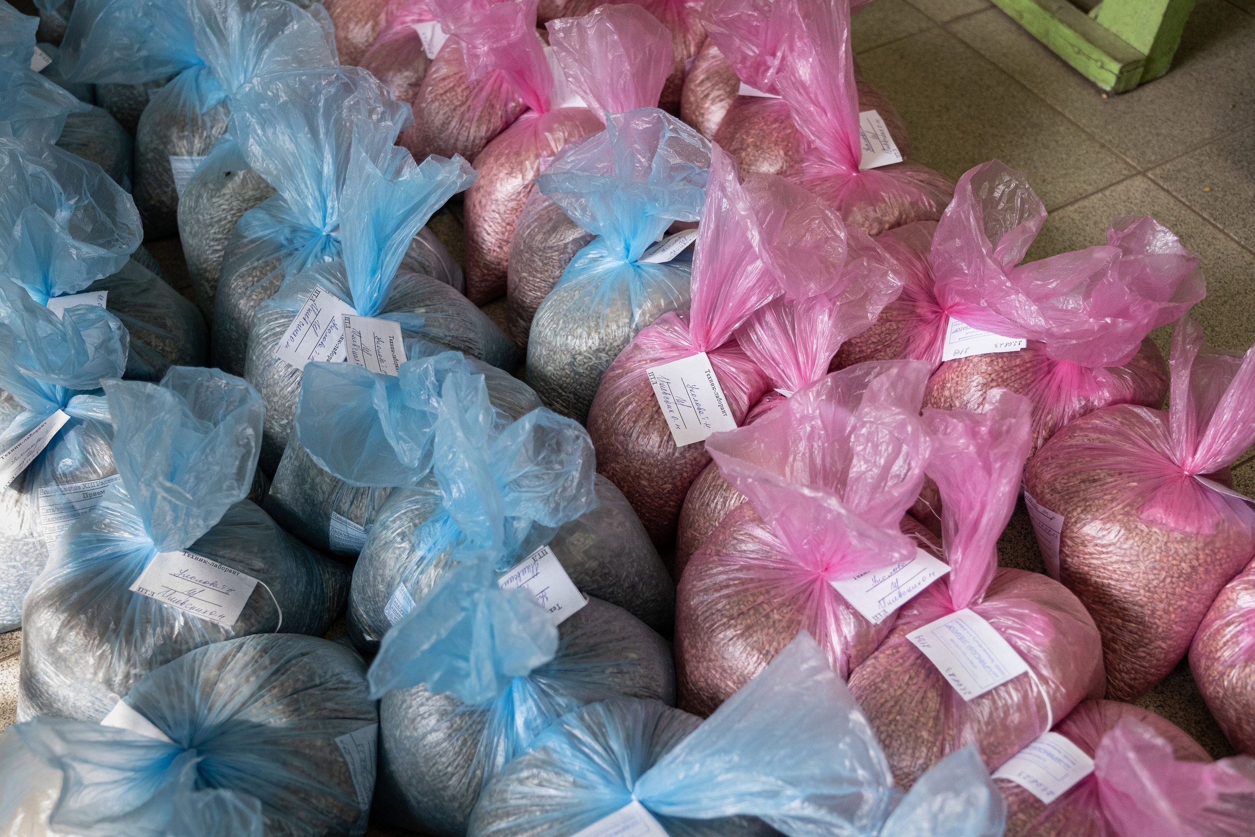 Пробы злаковых культур в лаборатории элеватора