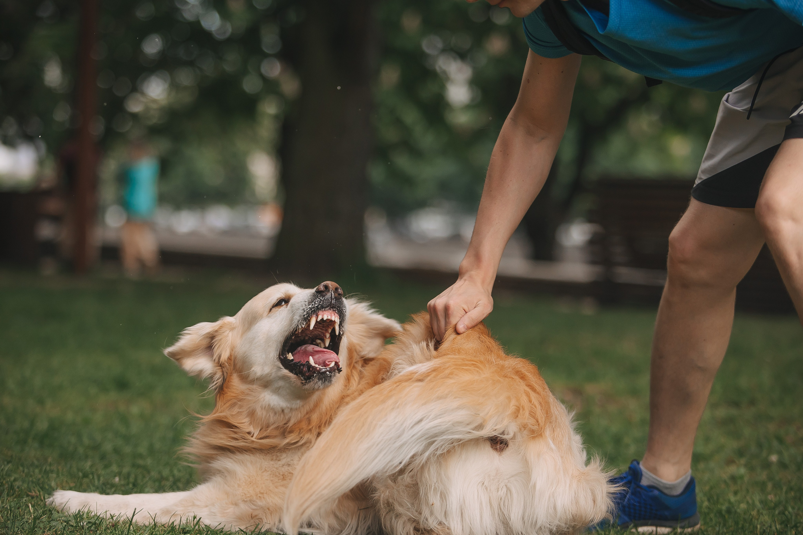 Золотистый ретривер Кант, Калининград. Свадебный и женский фотограф