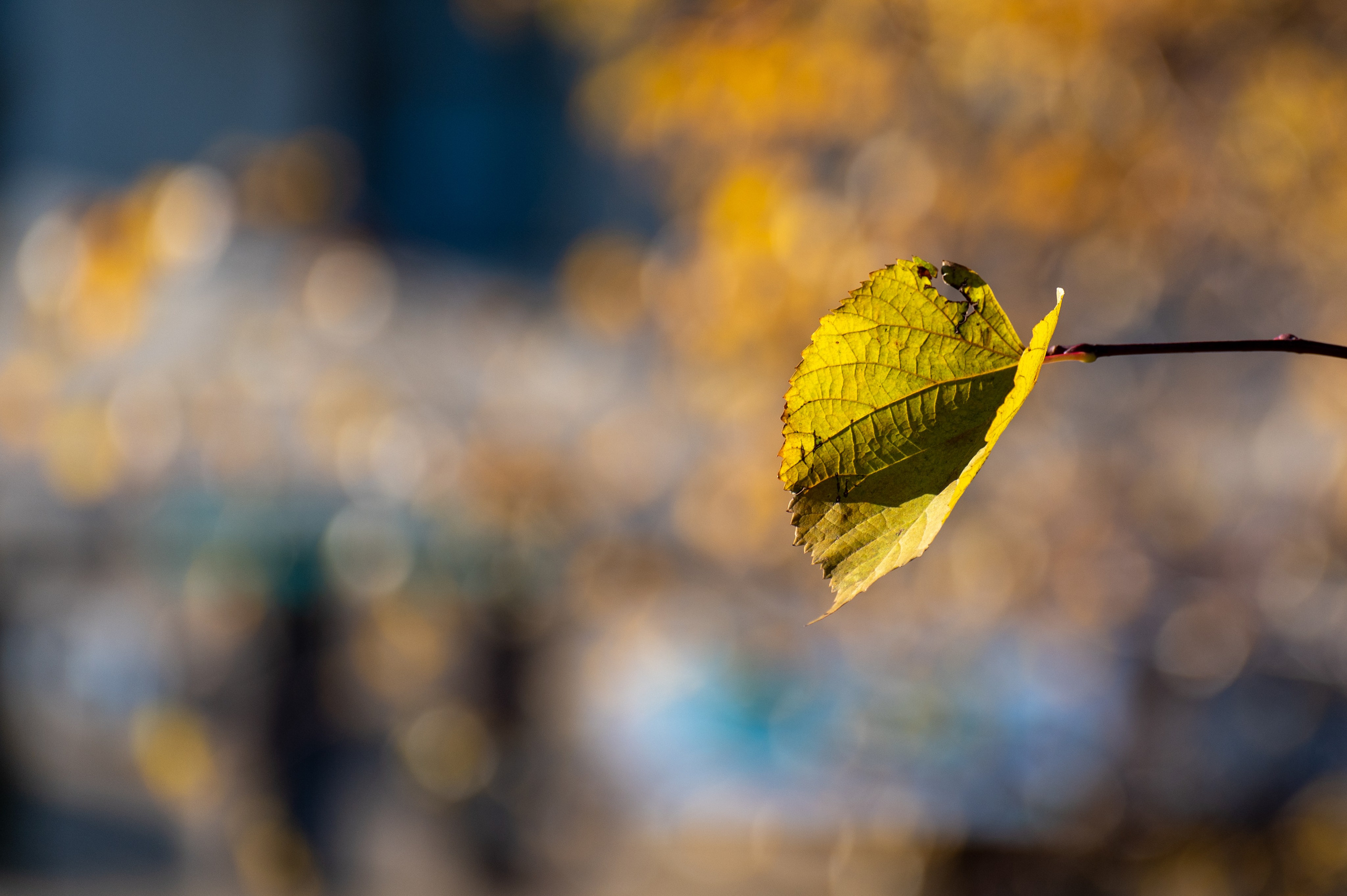 20241102 МГУ. Дмитрий Ремизов. Фотография, как хобби