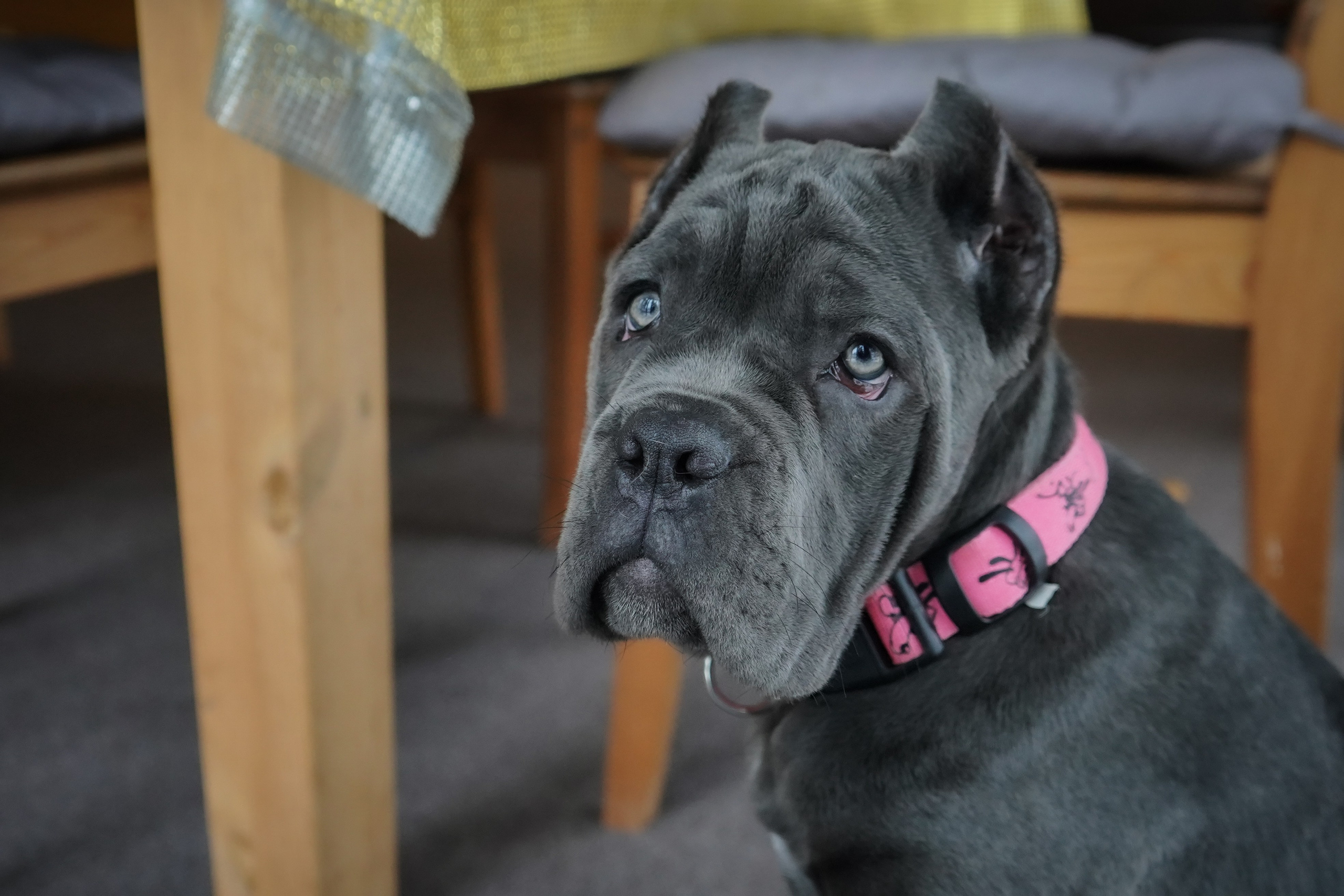 Фотосессии Пушистиков. Фотограф в Санкт-Петербурге Виктория Барышникова