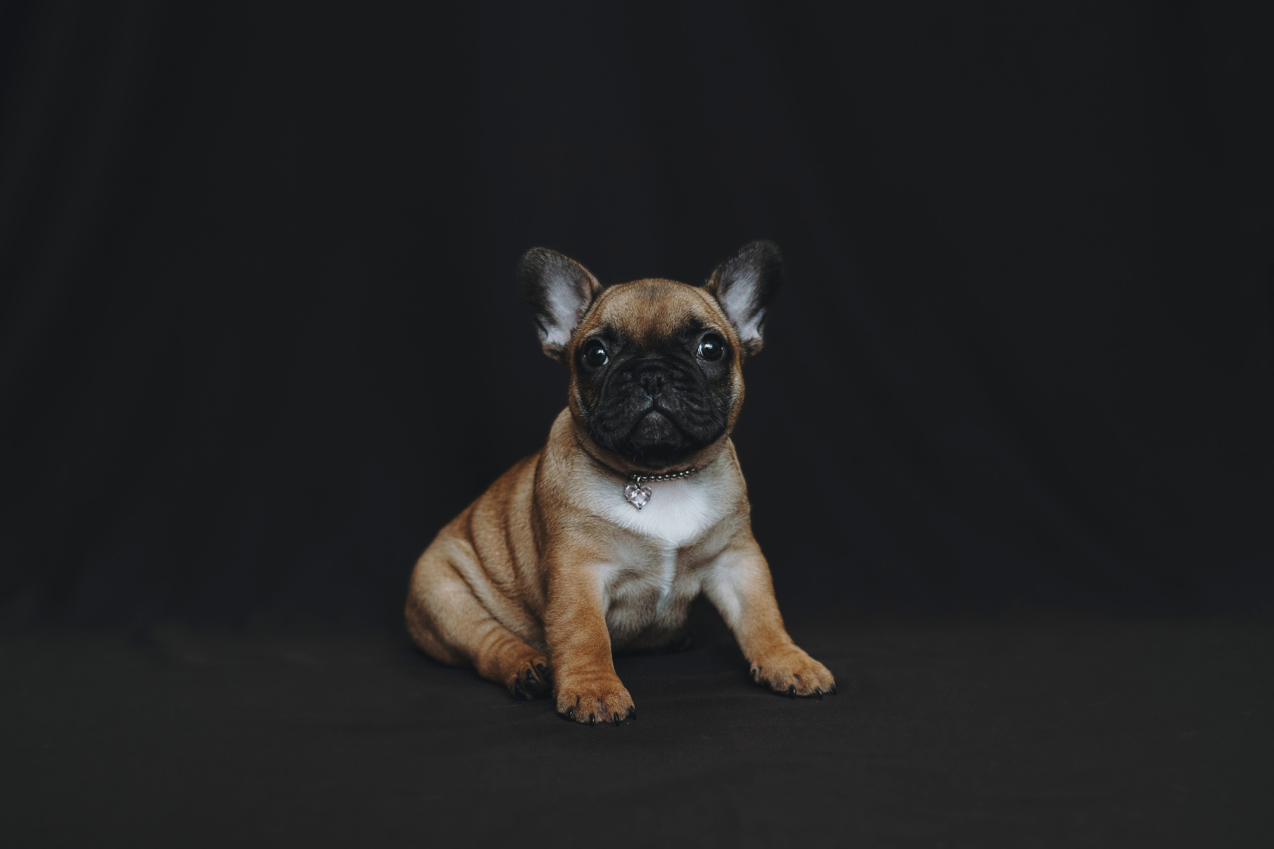 Щеночки. Фотограф — анималист Владивосток, Алина