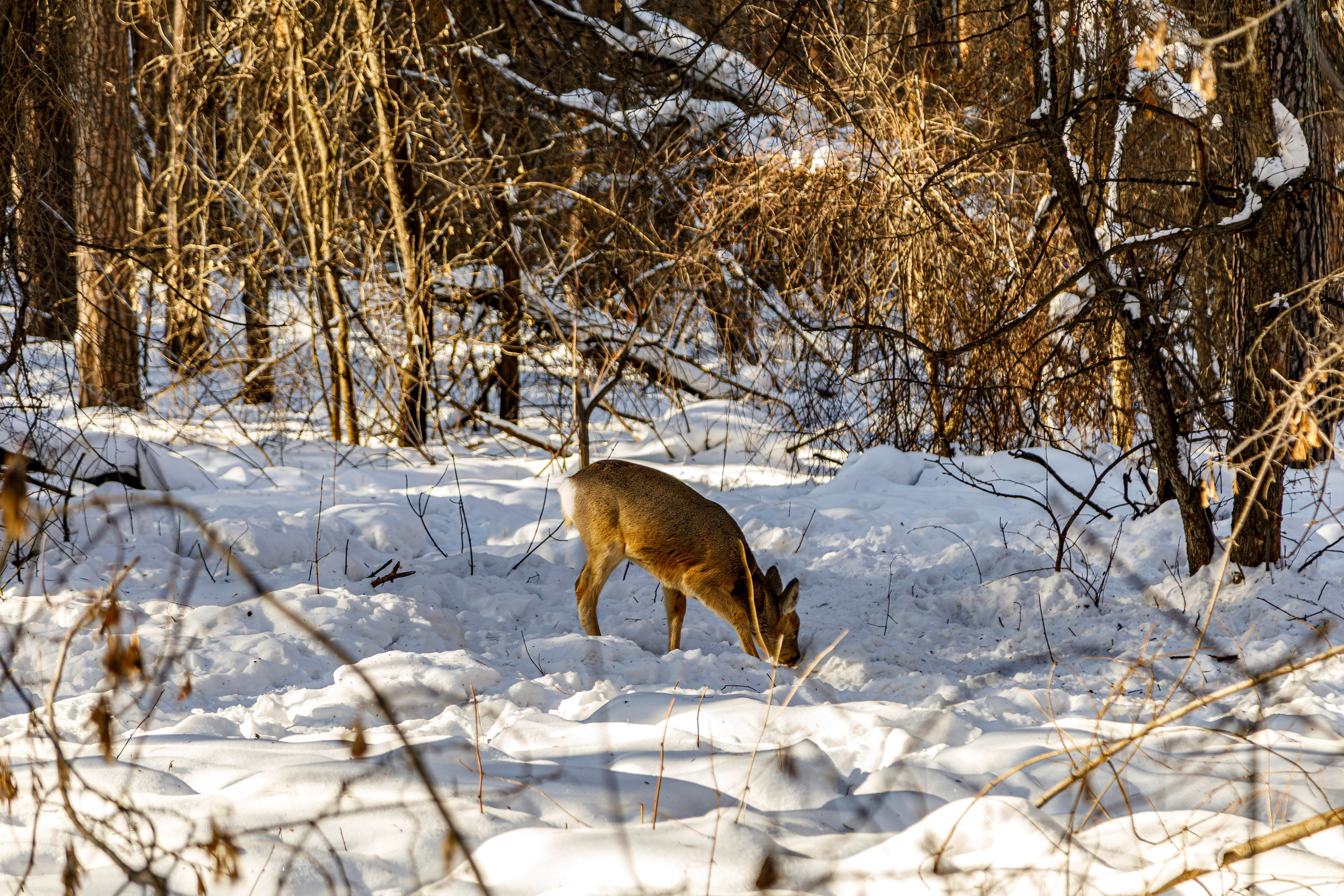 Косули. Фотограф Андрей Гузеев