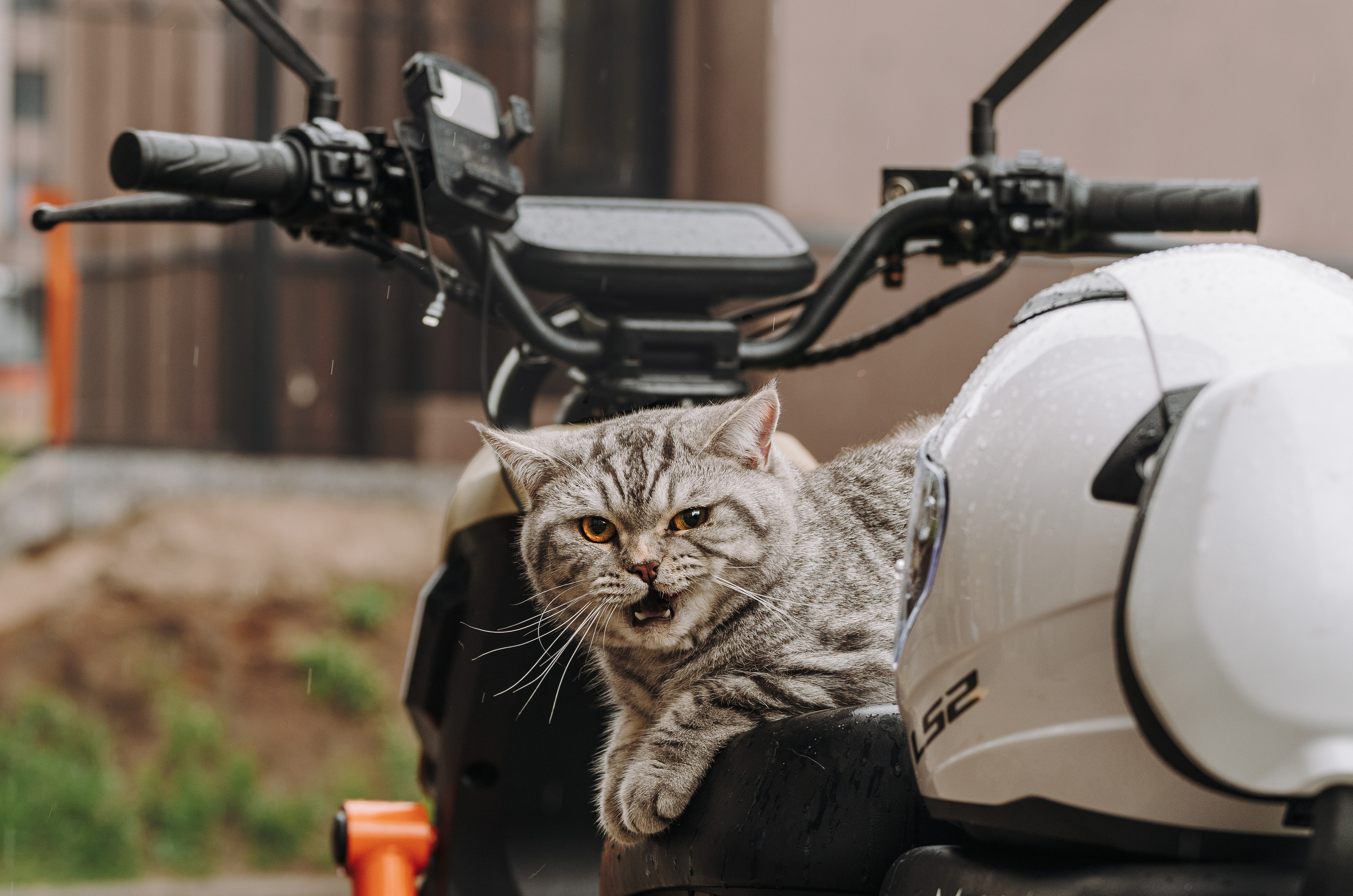 Портфолио кошки, фотограф Олеся Майрова. Фотограф анималист в Спб недорого Олеся Майорова