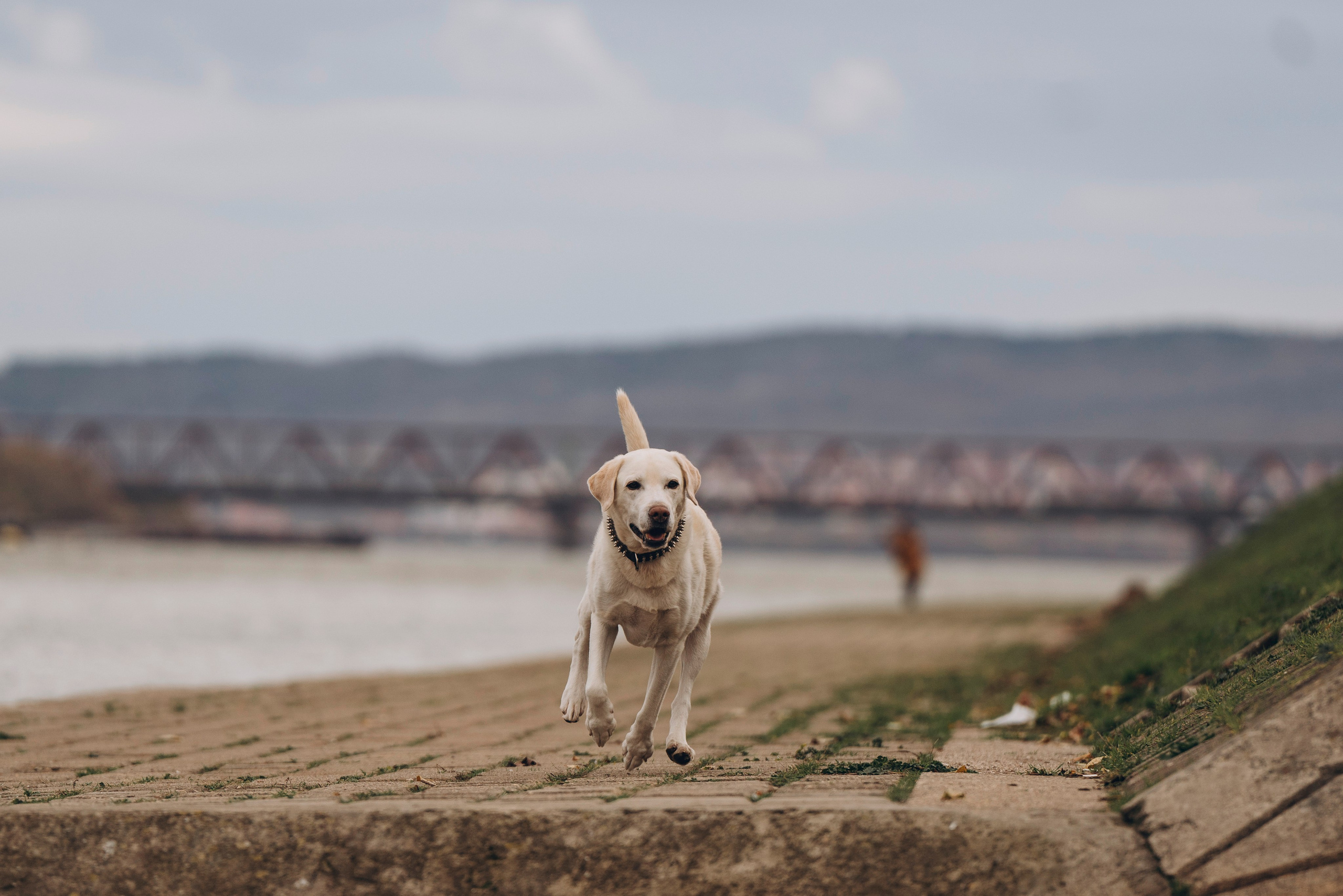 Вати, Лена и Леван. Фотограф анималист в Спб недорого Олеся Майорова
