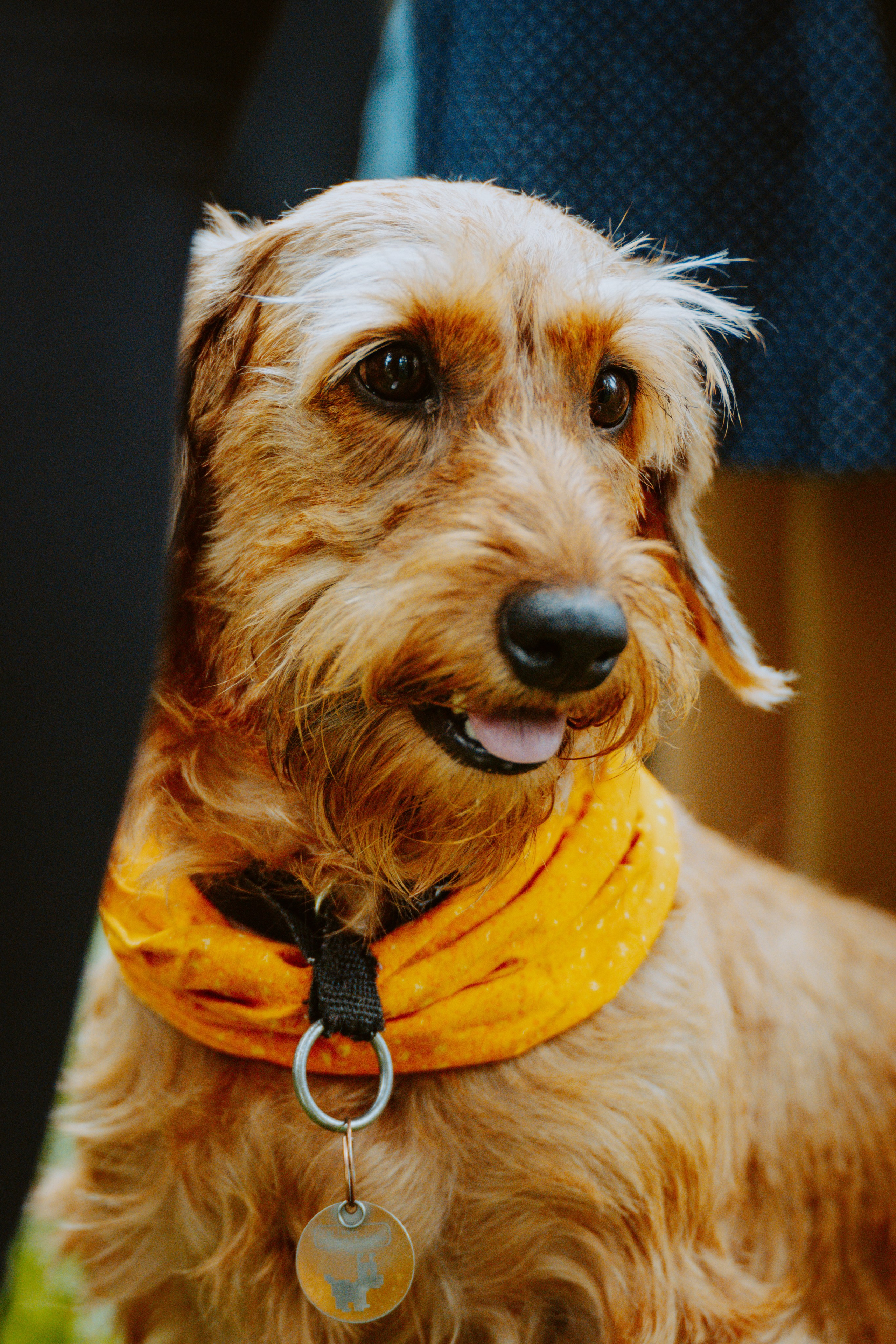 Такспарад. Фотограф анималист в Спб недорого Олеся Майорова