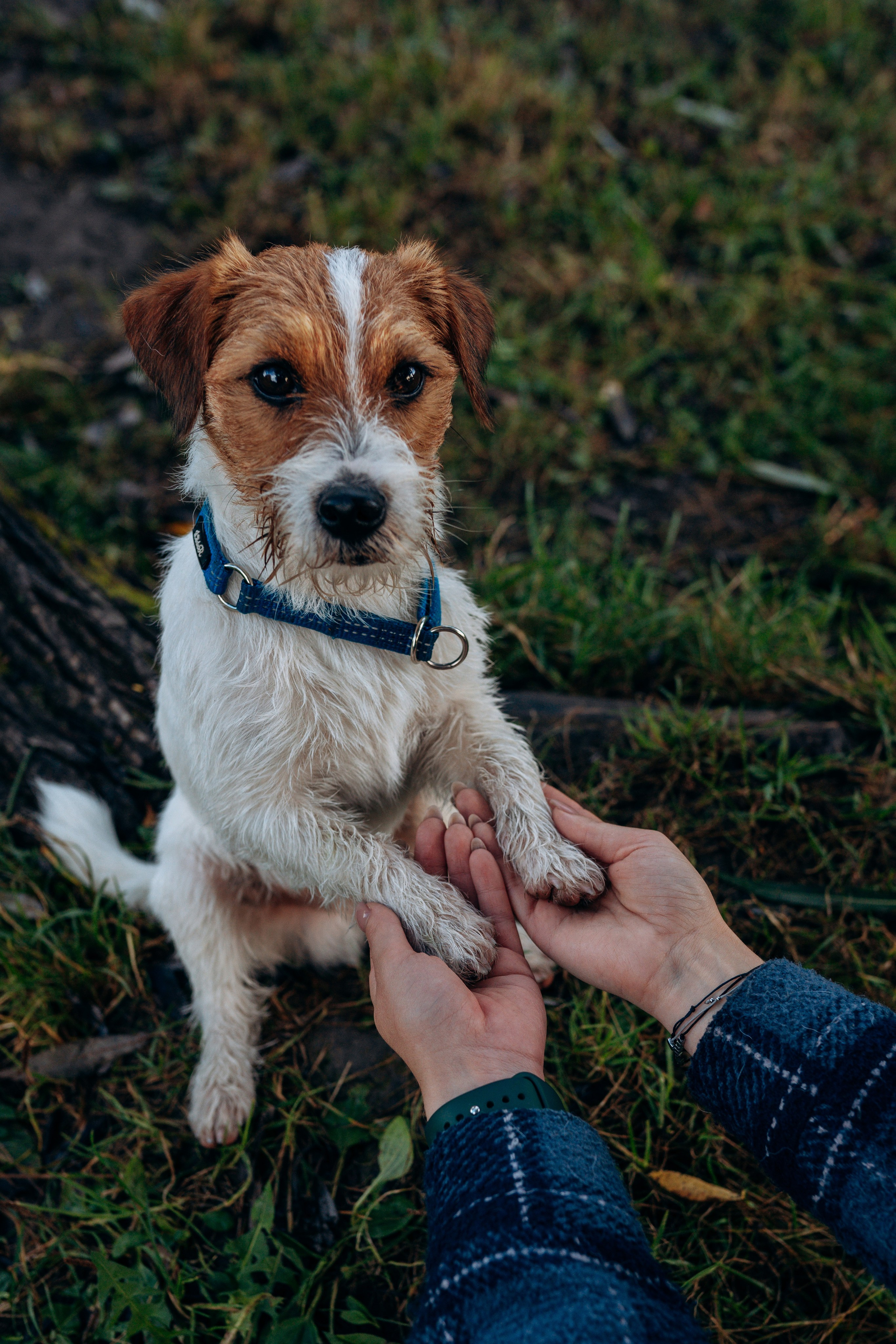Фотосессия с маленькой собакой Спб. Фотограф анималист в Спб недорого Олеся Майорова