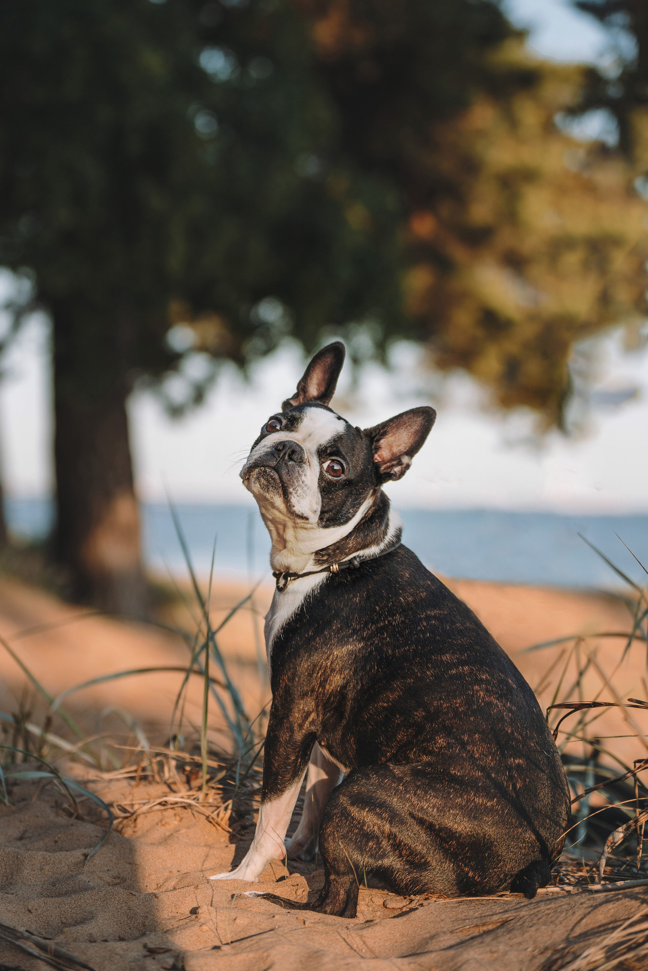 Анаита и Дора. Фотограф анималист в Спб недорого Олеся Майорова