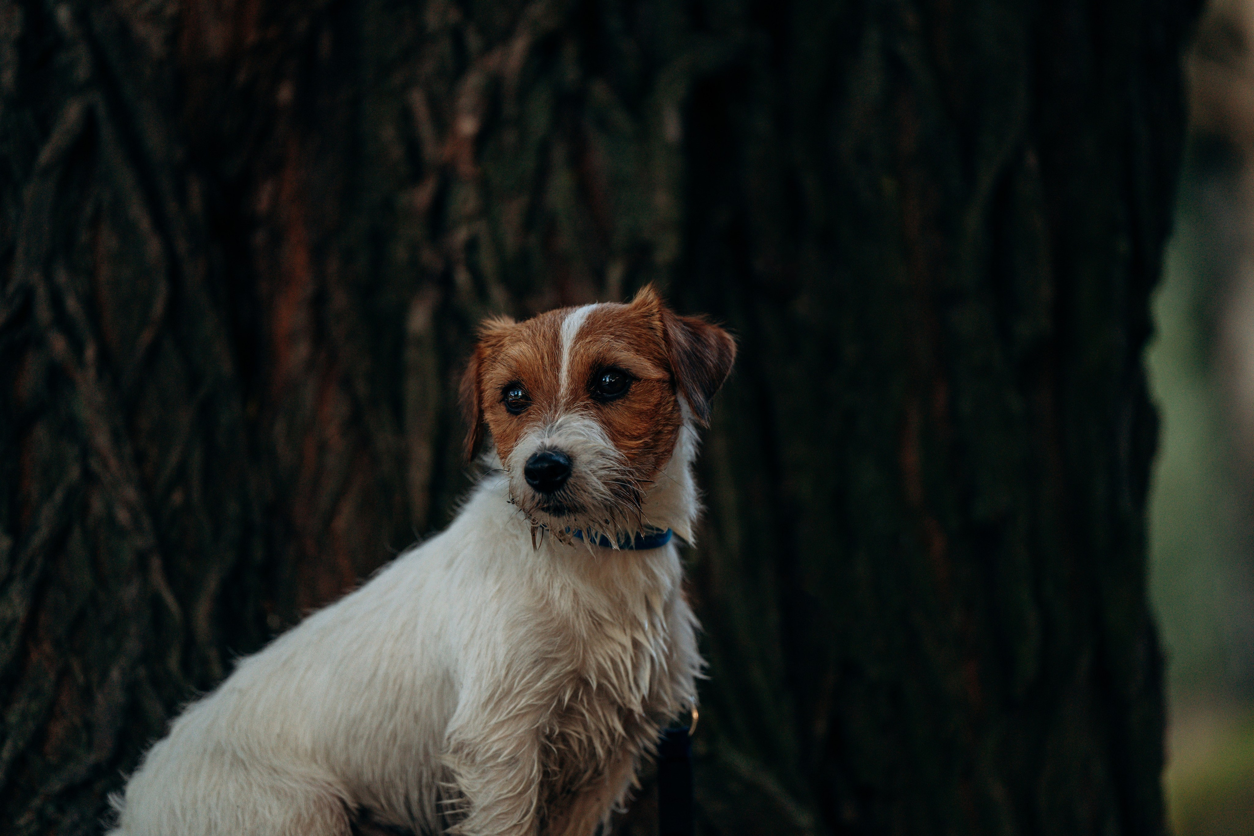 Фотосессия с маленькой собакой Спб. Фотограф анималист в Спб недорого Олеся Майорова