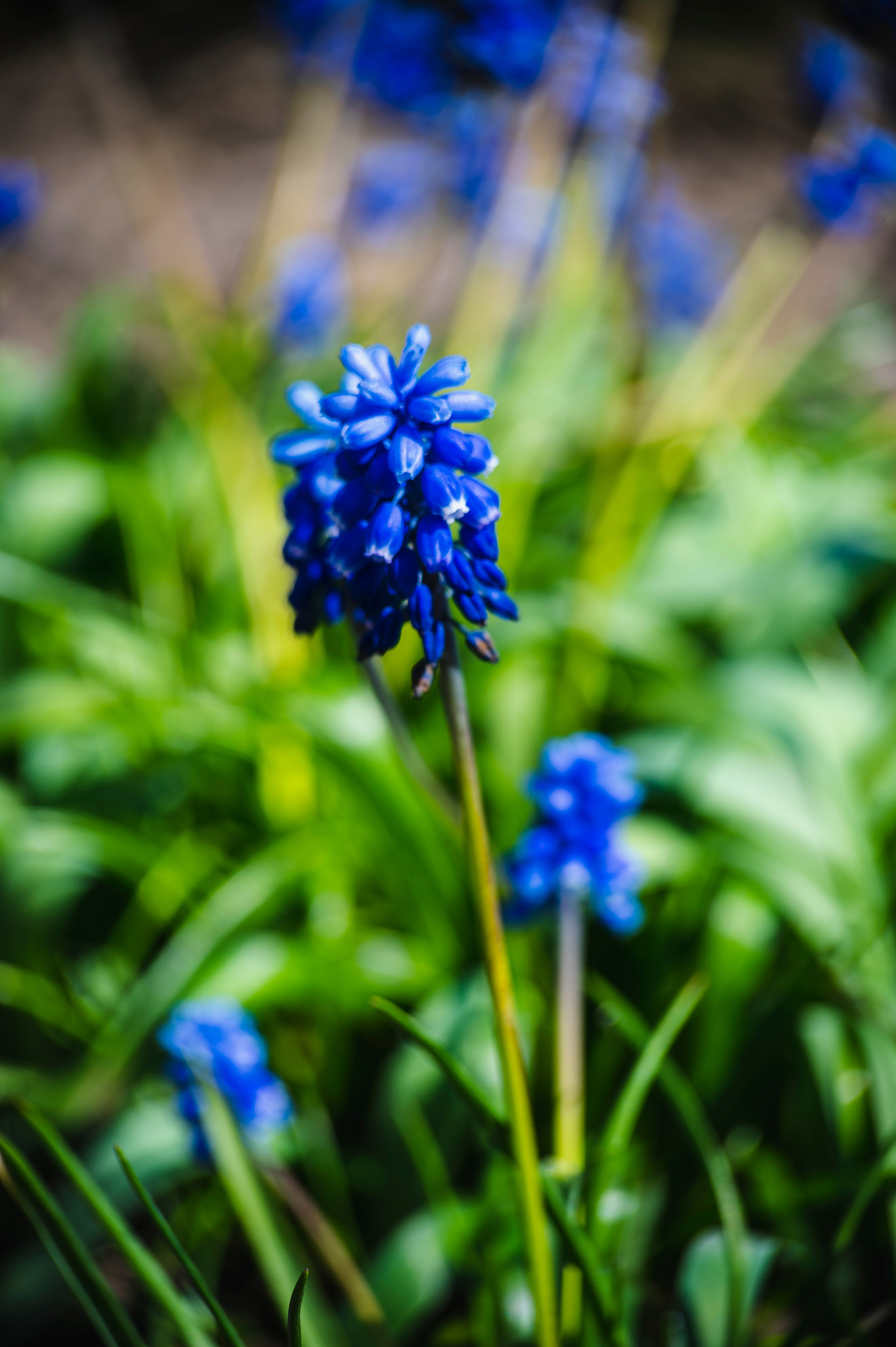 Муром. Май 2022. Фотограф Роман Адлер