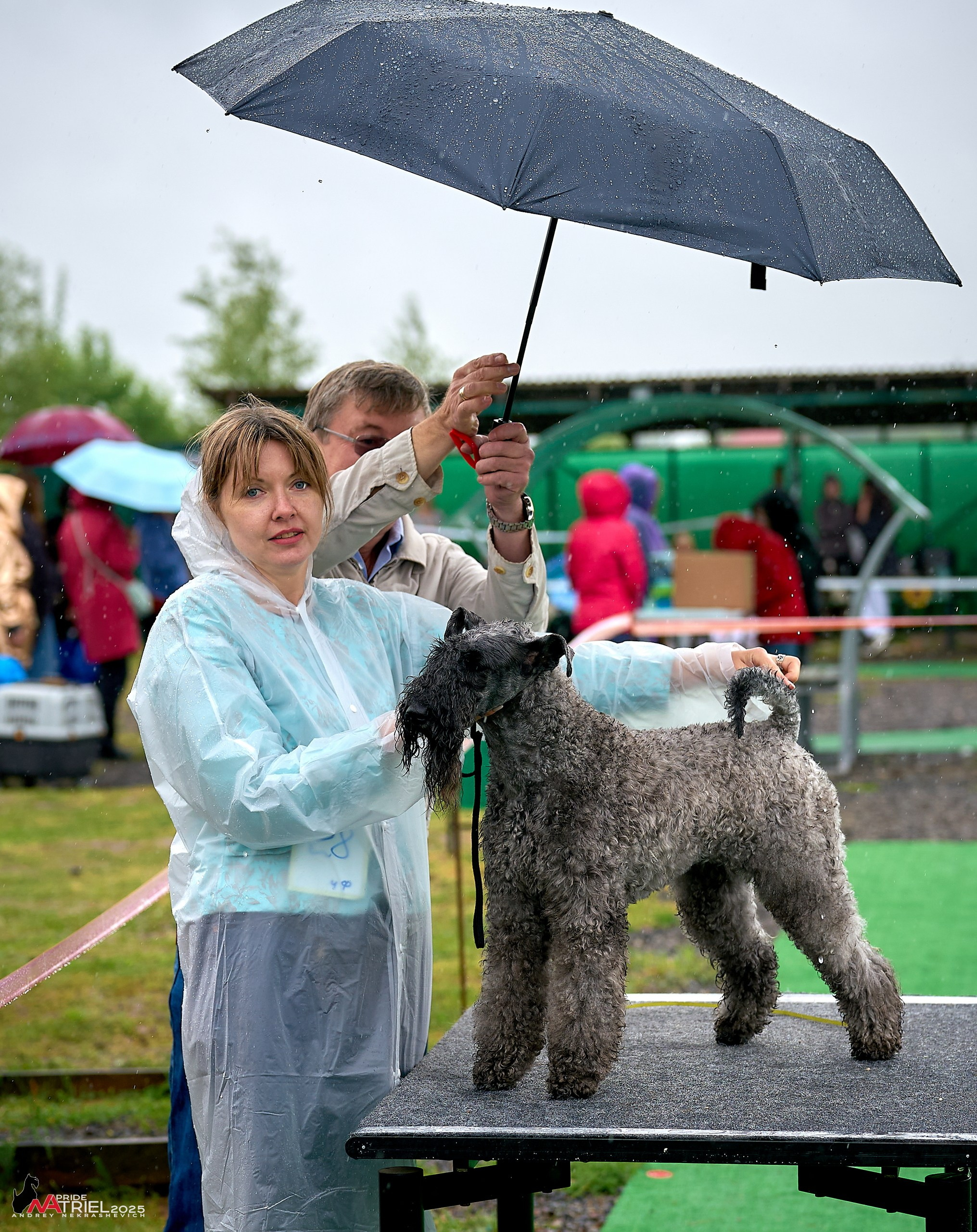 Репортаж с выставки собак