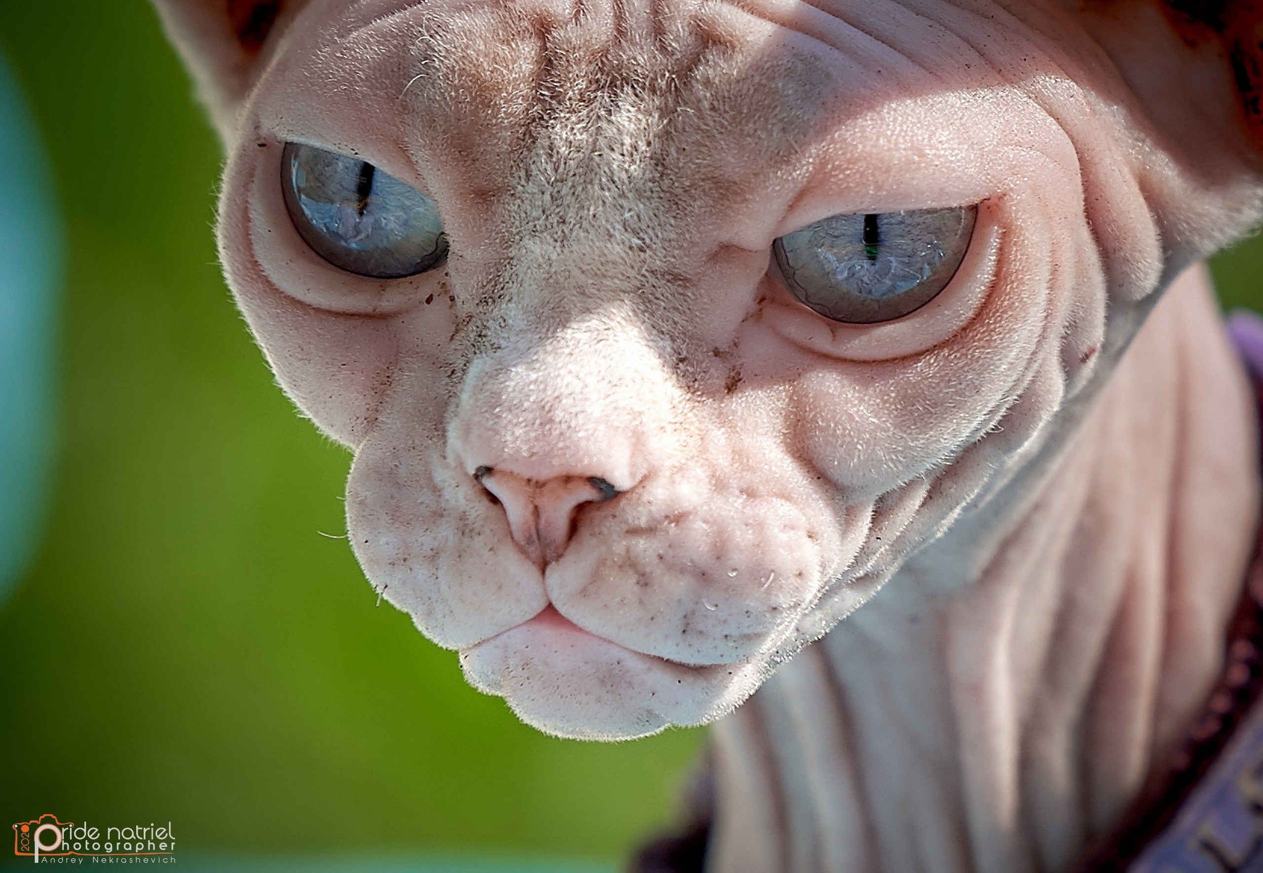 Домашние кошки — галерея NATRIEL