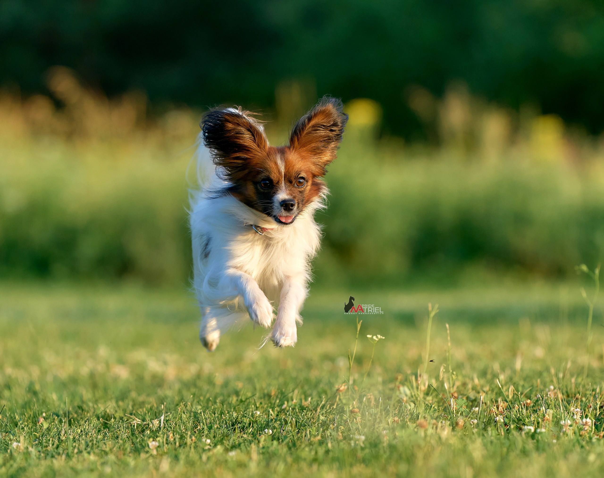 Прогулка в движении — галерея NATRIEL