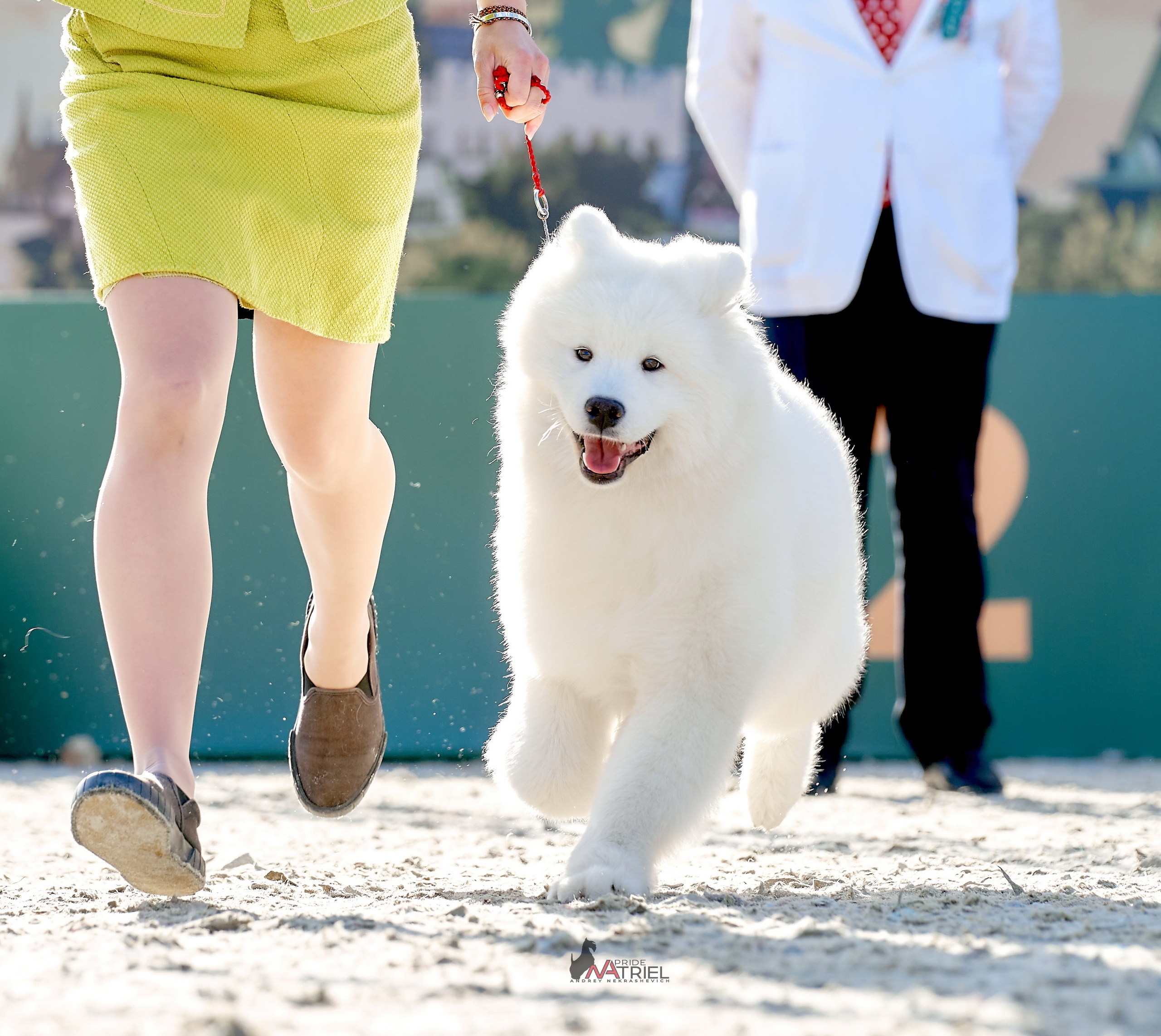 Работа в рингах — галерея NATRIEL