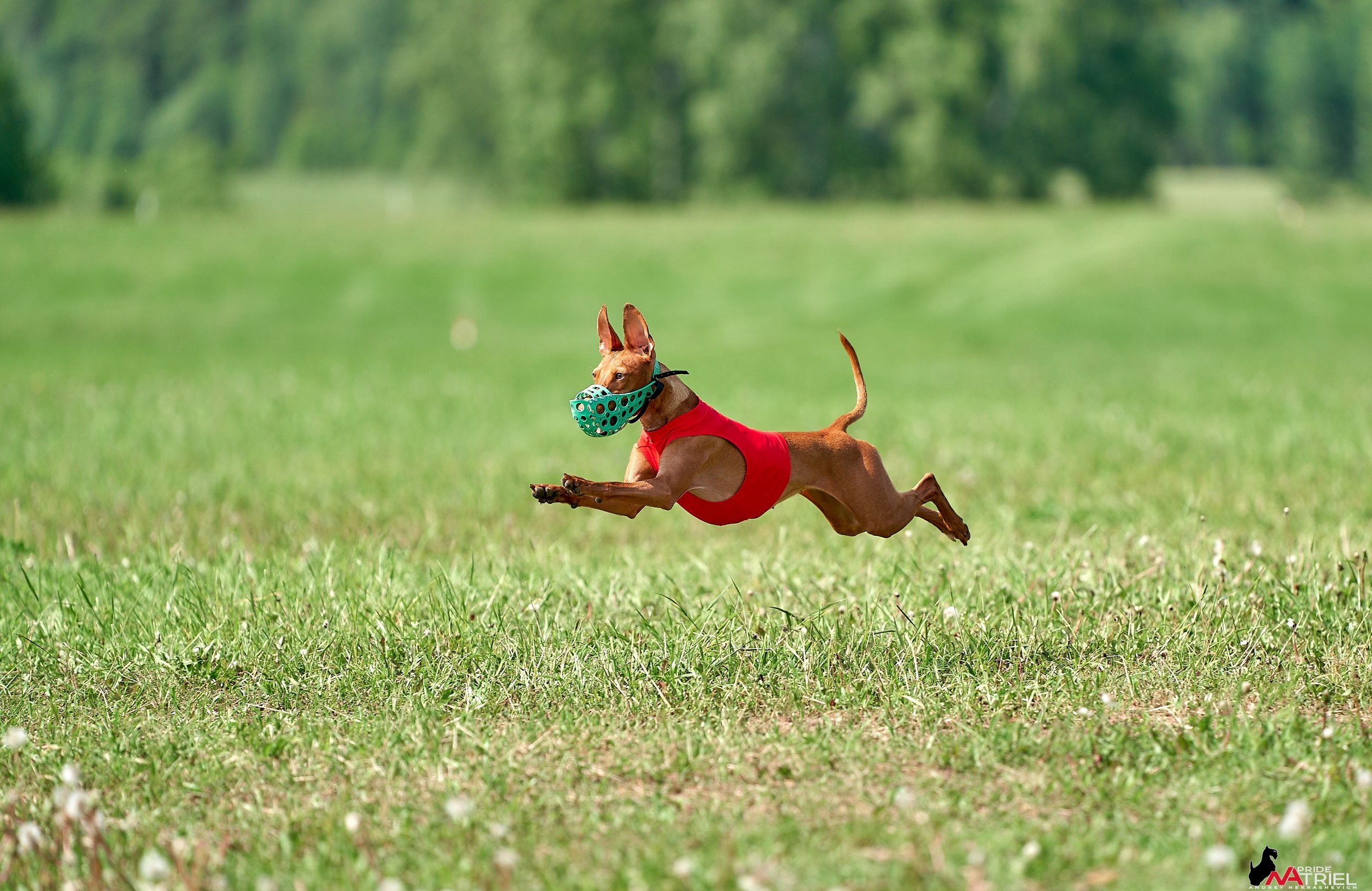 Съемка курсинг — галерея NATRIEL