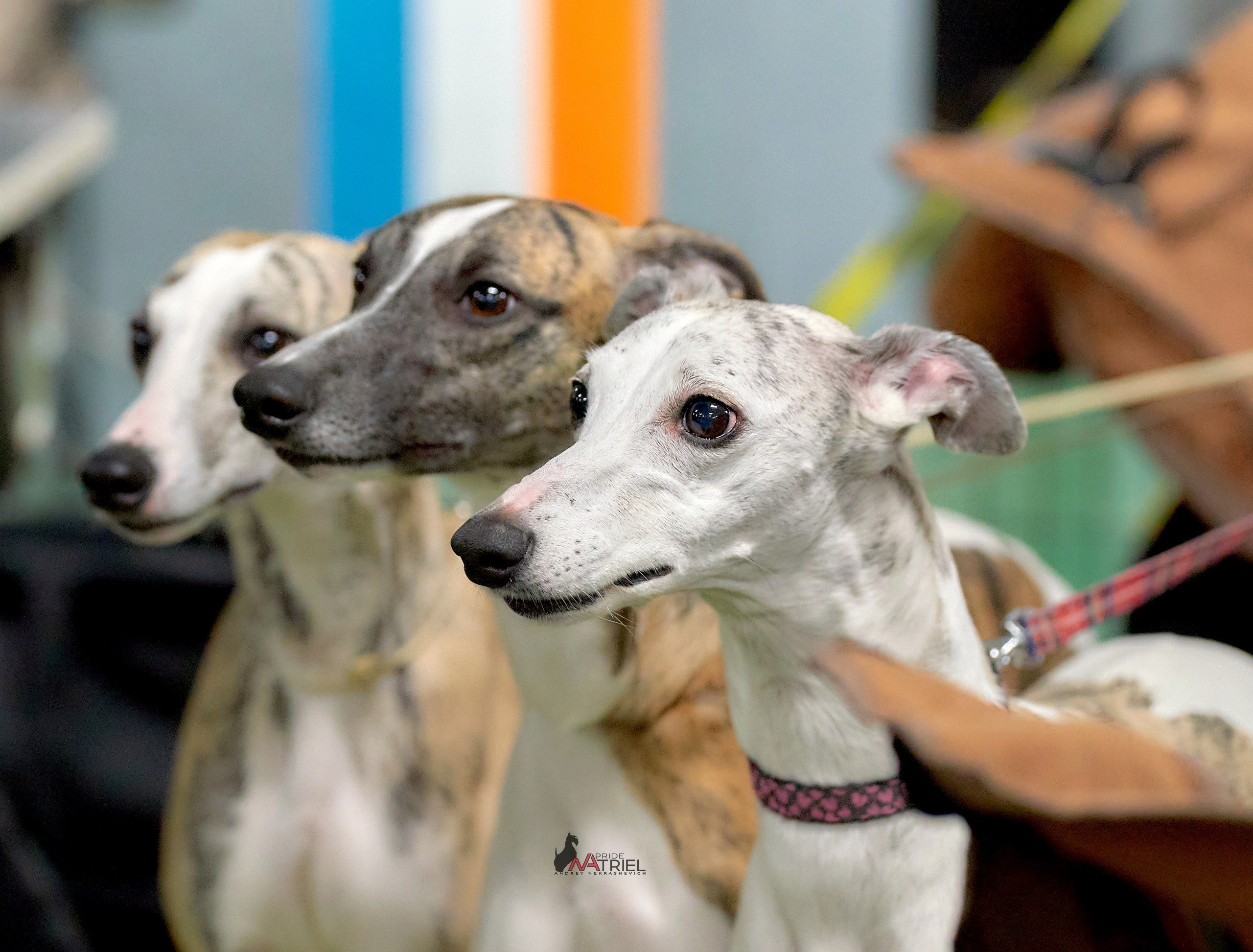 Картинки с выставки — галерея NATRIEL