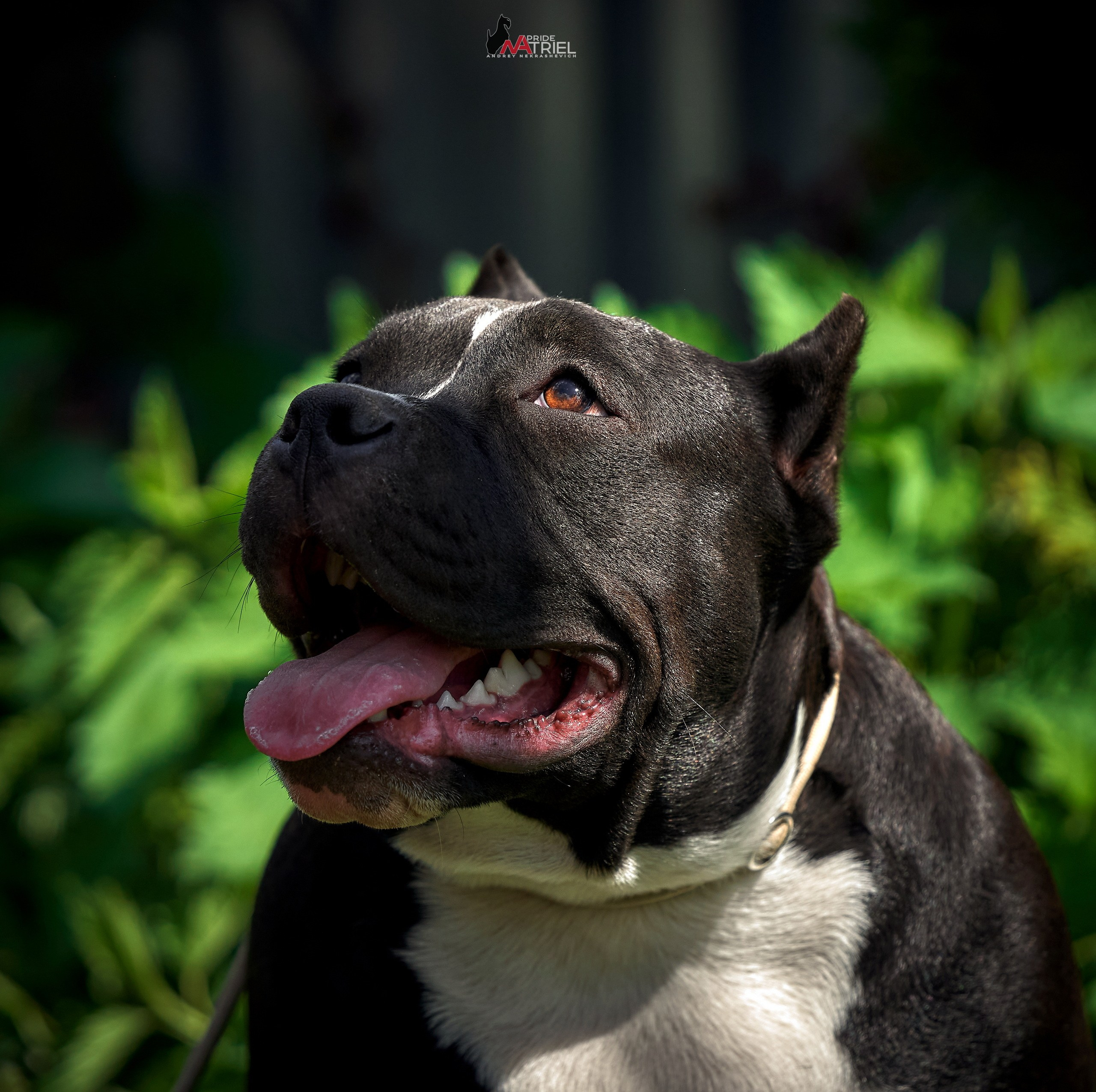 Портреты собак — галерея NATRIEL