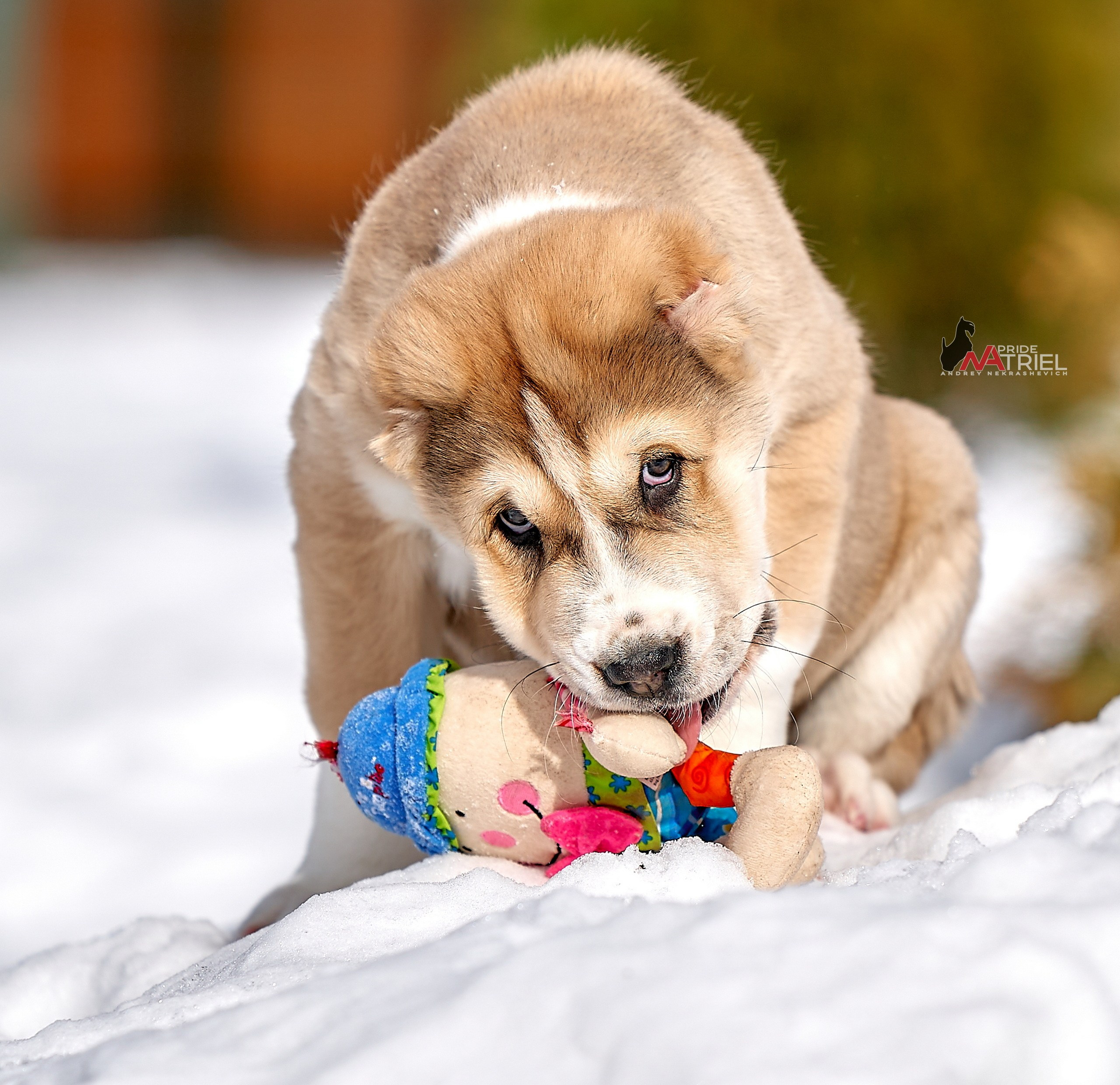 Щенки на прогулке — галерея NATRIEL