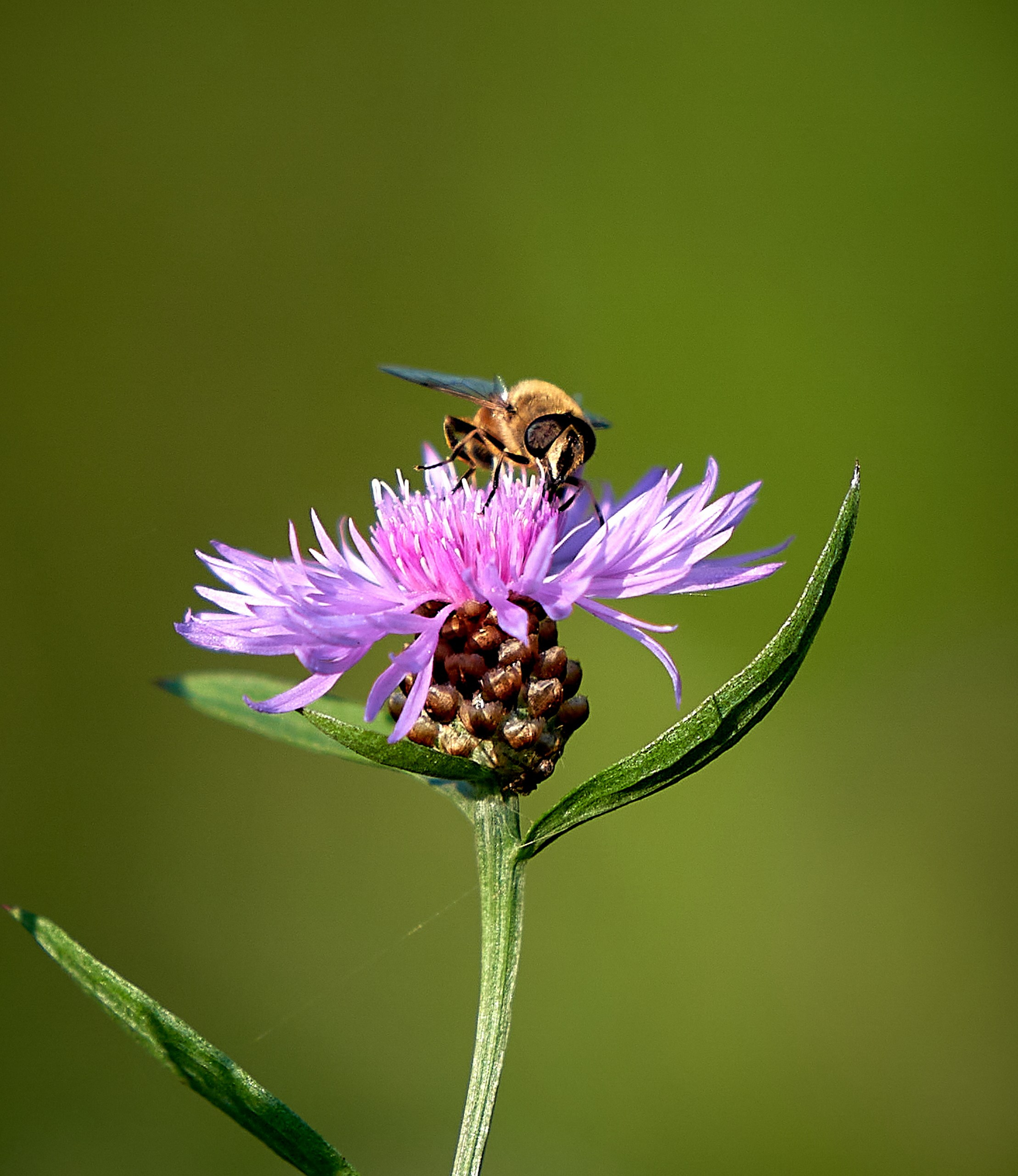 Макро-фото — галерея NATRIEL