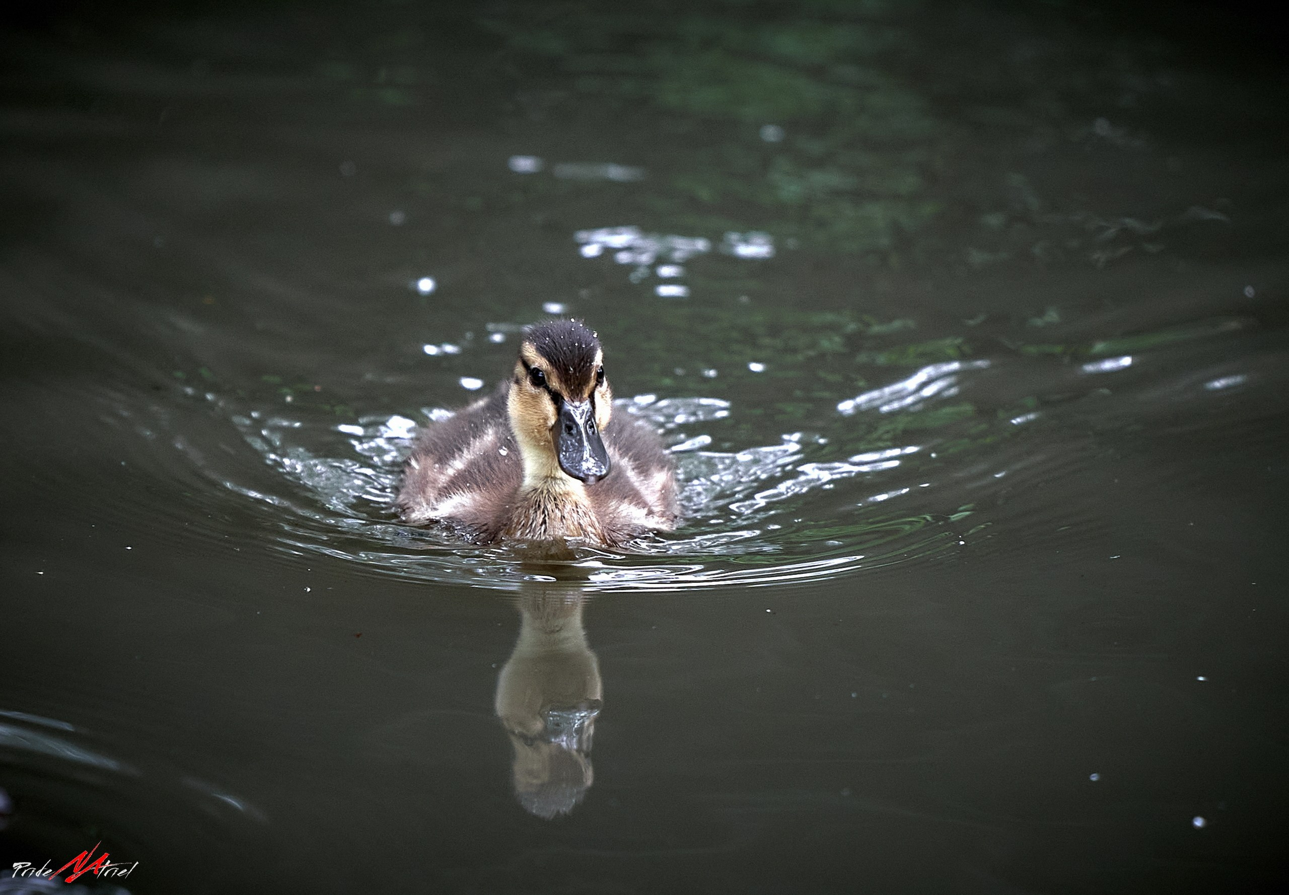 Фото птиц — галерея NATRIEL