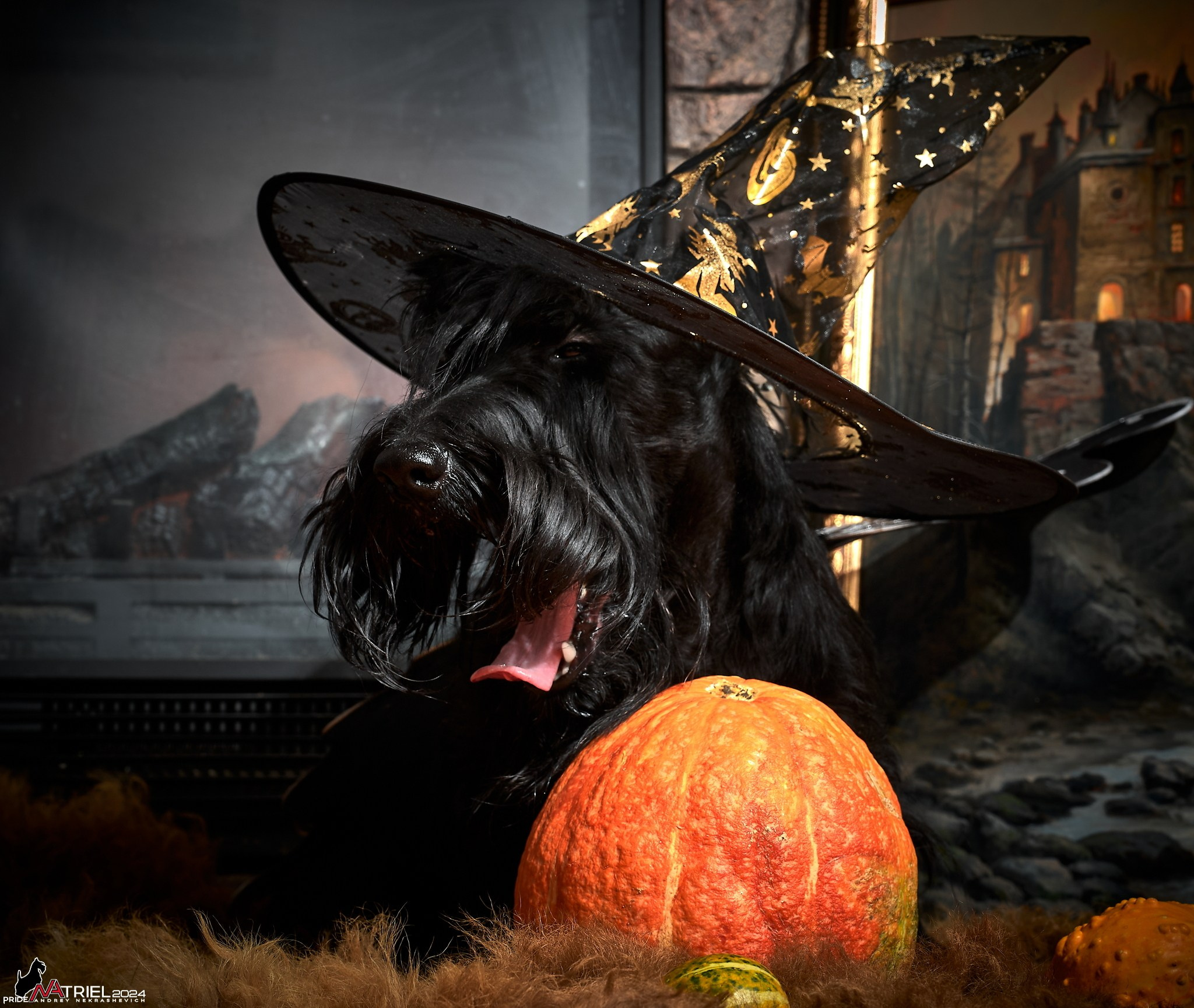 Фотопрогулка с собаками