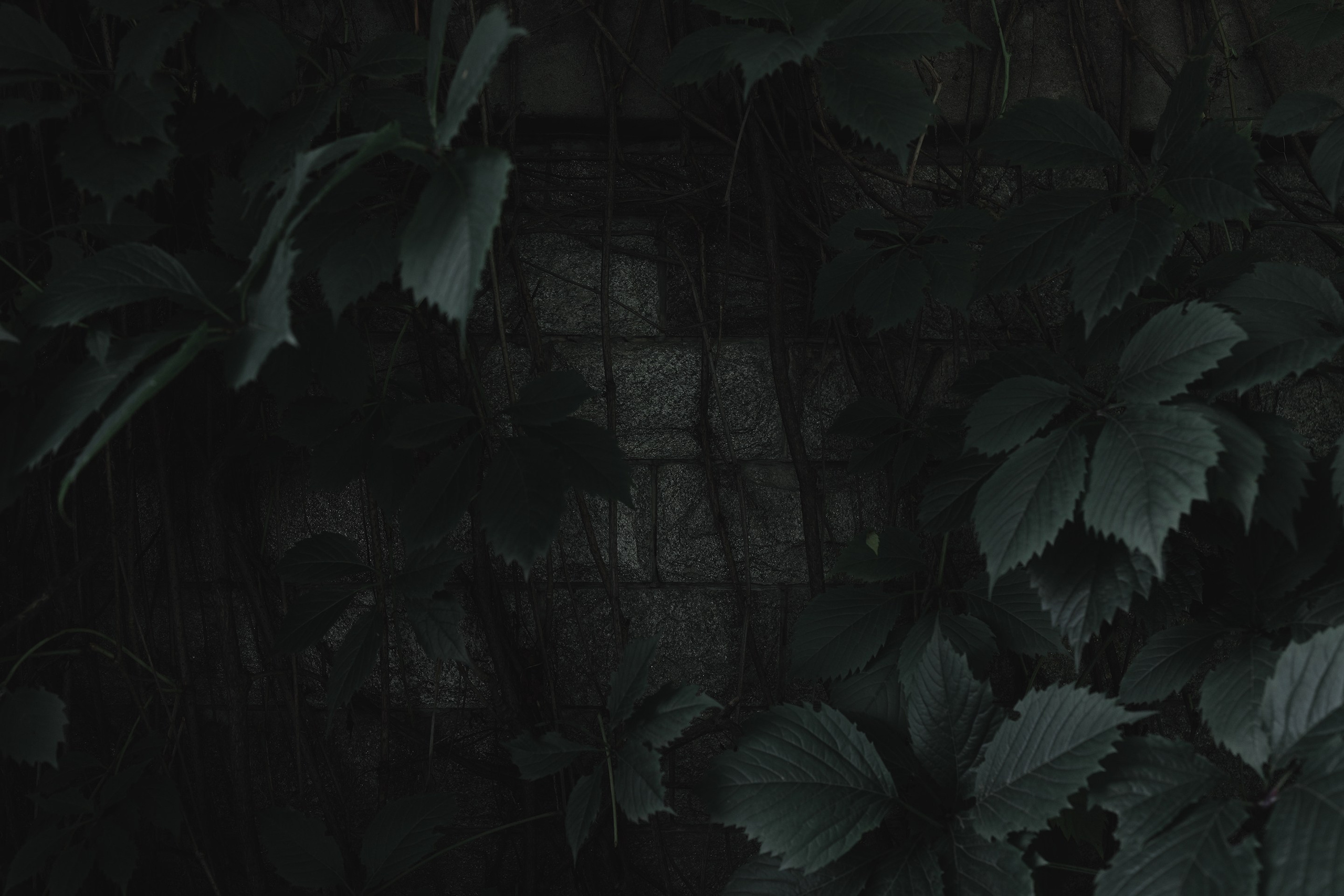 Venetian Vampire. Арт-фотограф. Coffelisk