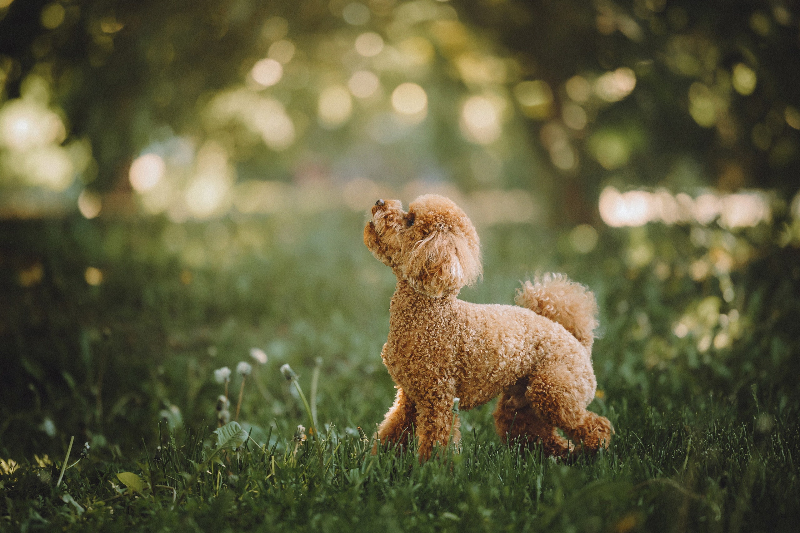 Марья и Буба