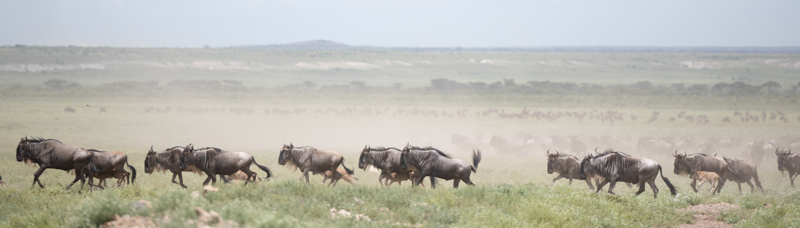 Не собаки. -