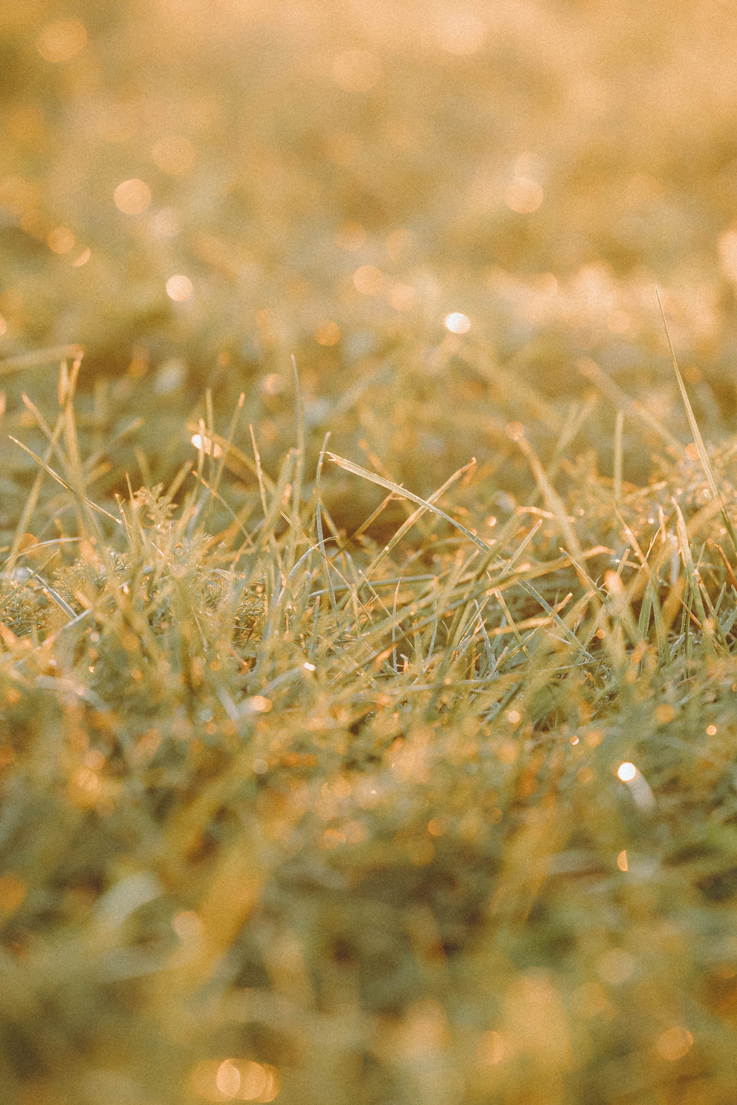 Лена, Принц и Фенек