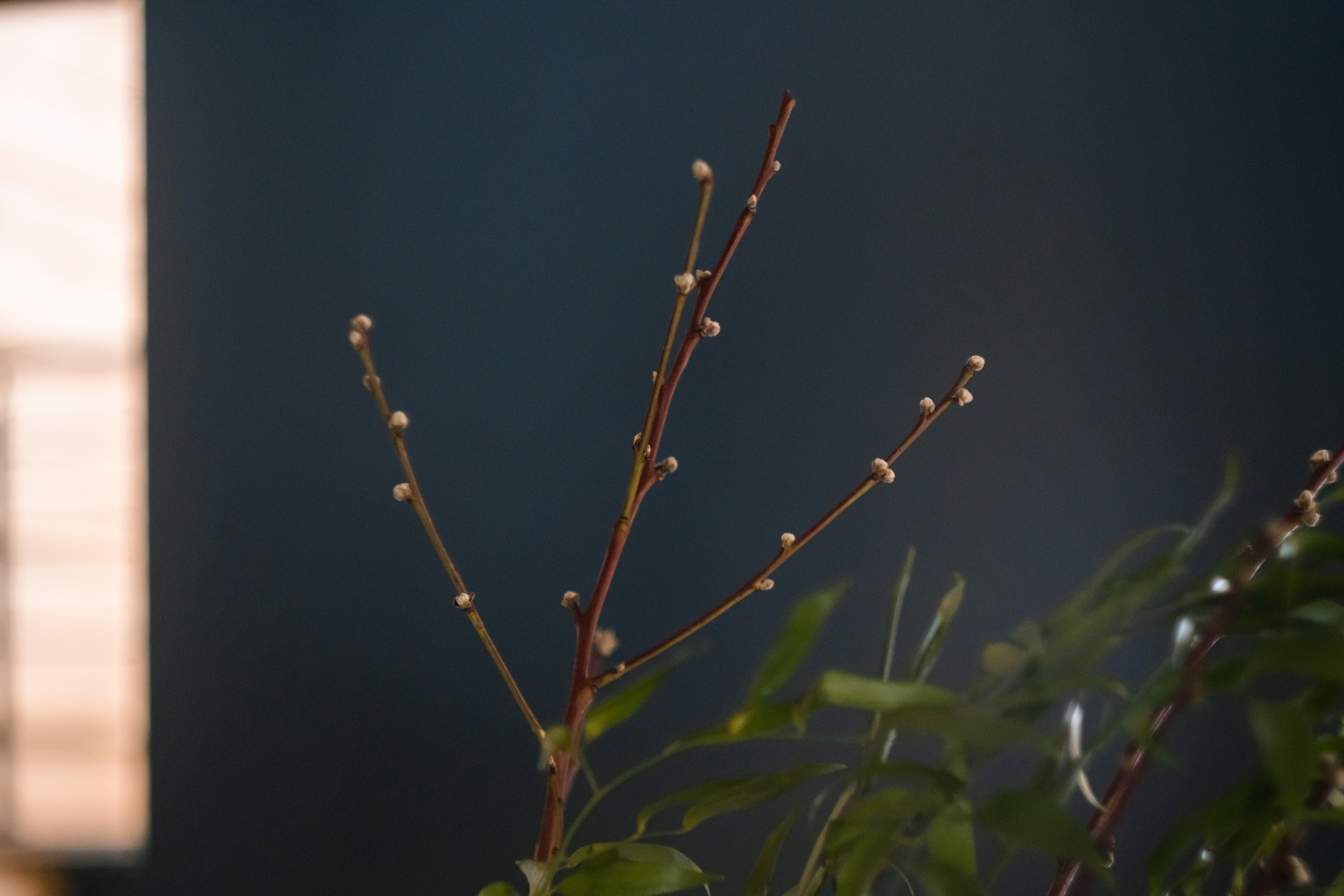 Семён и Алина. Мария Сигина-Лавданская