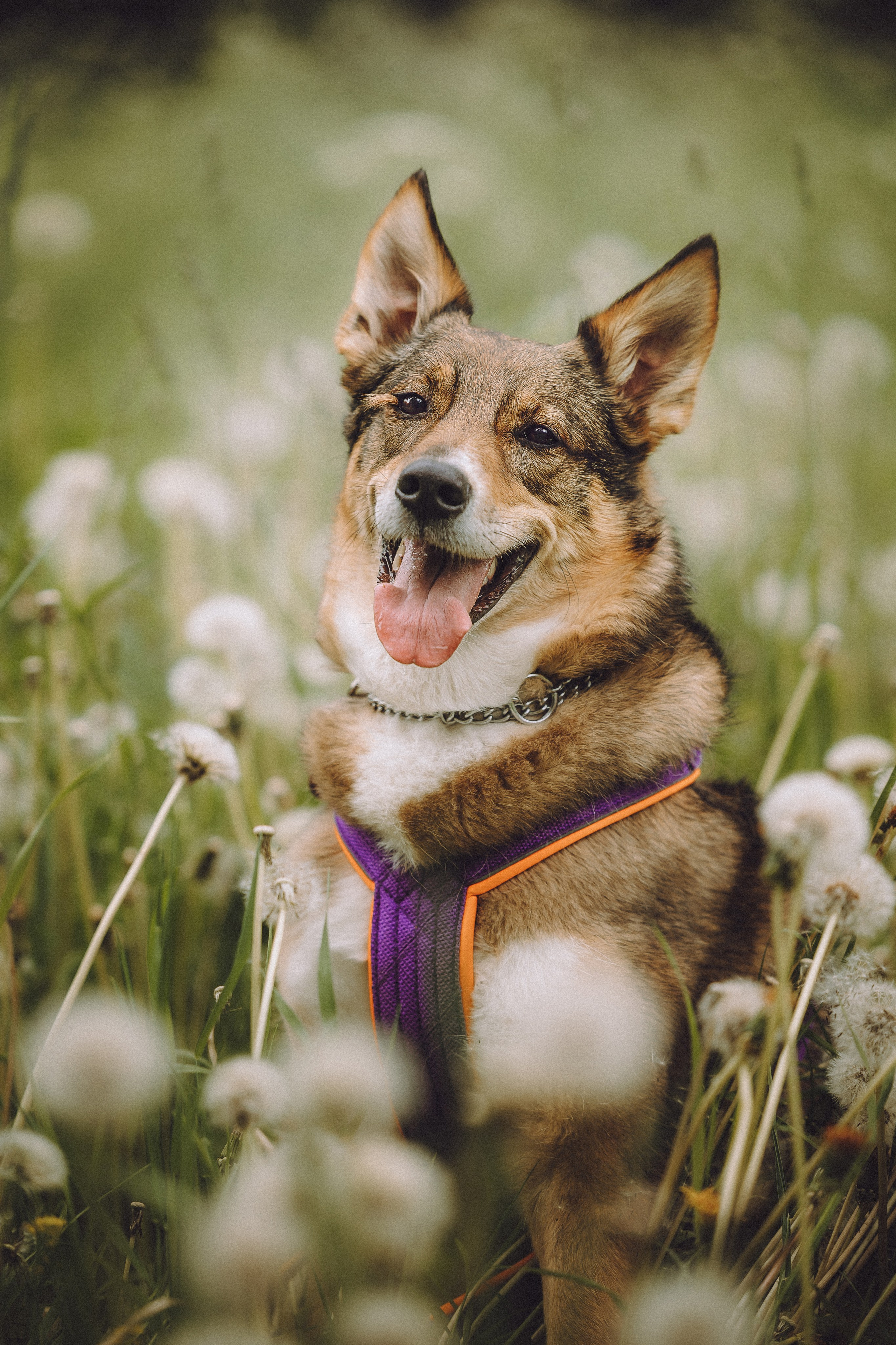 Груша, Данни, Фунтик и их семья