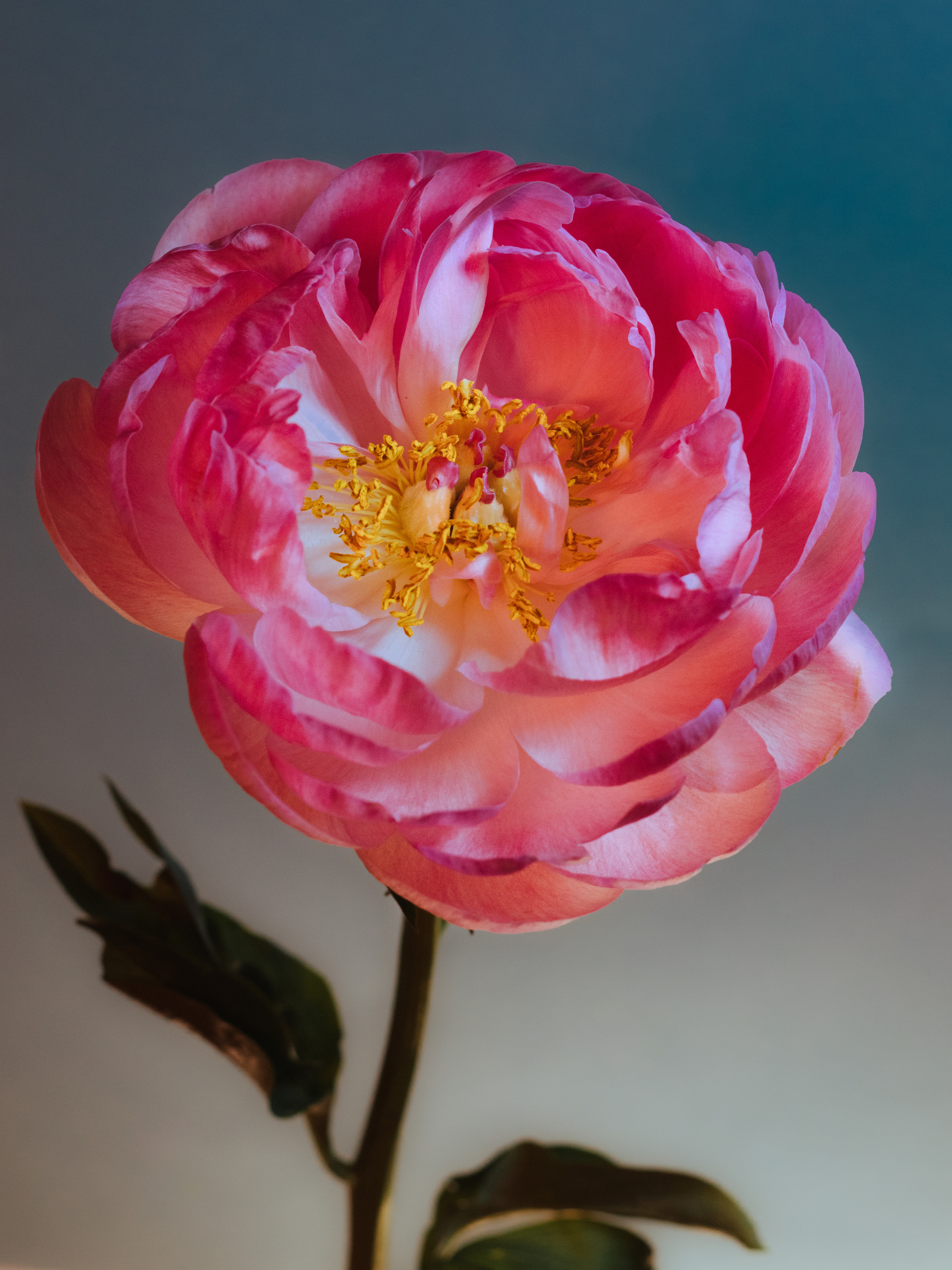 Предметка. Фотограф в Санкт-Петербурге Евгения Махова