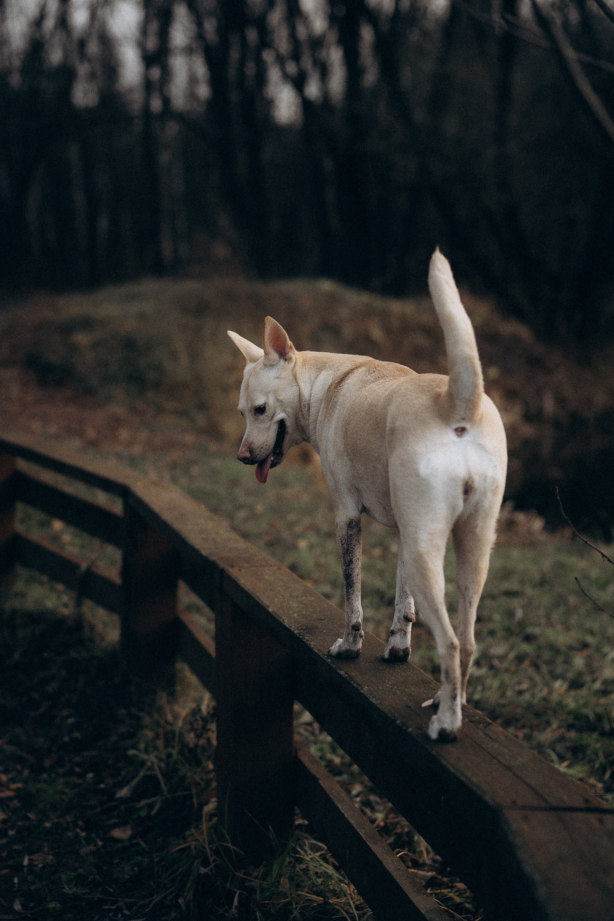 Туся. Фотограф анималист в Москве и Санкт-Петербурге Свиридова Анна