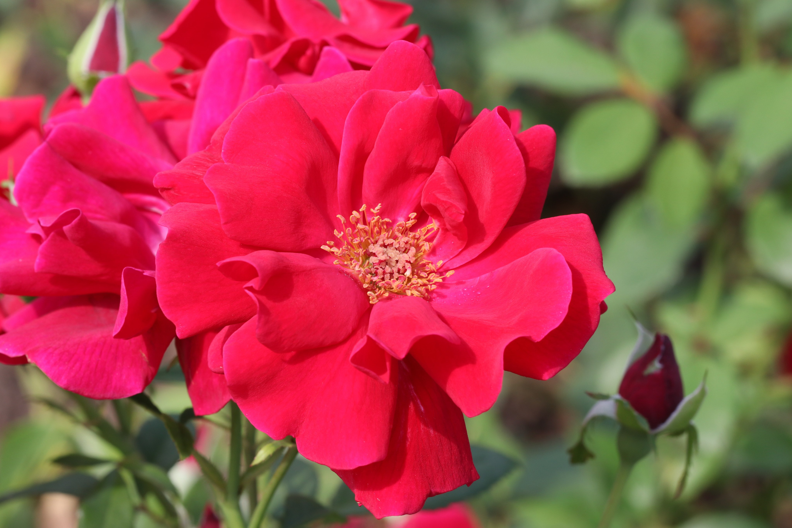 Долина роз в Кисловодске. Фото-художник и Репортажный фотограф Николаев Александр Алексеевич