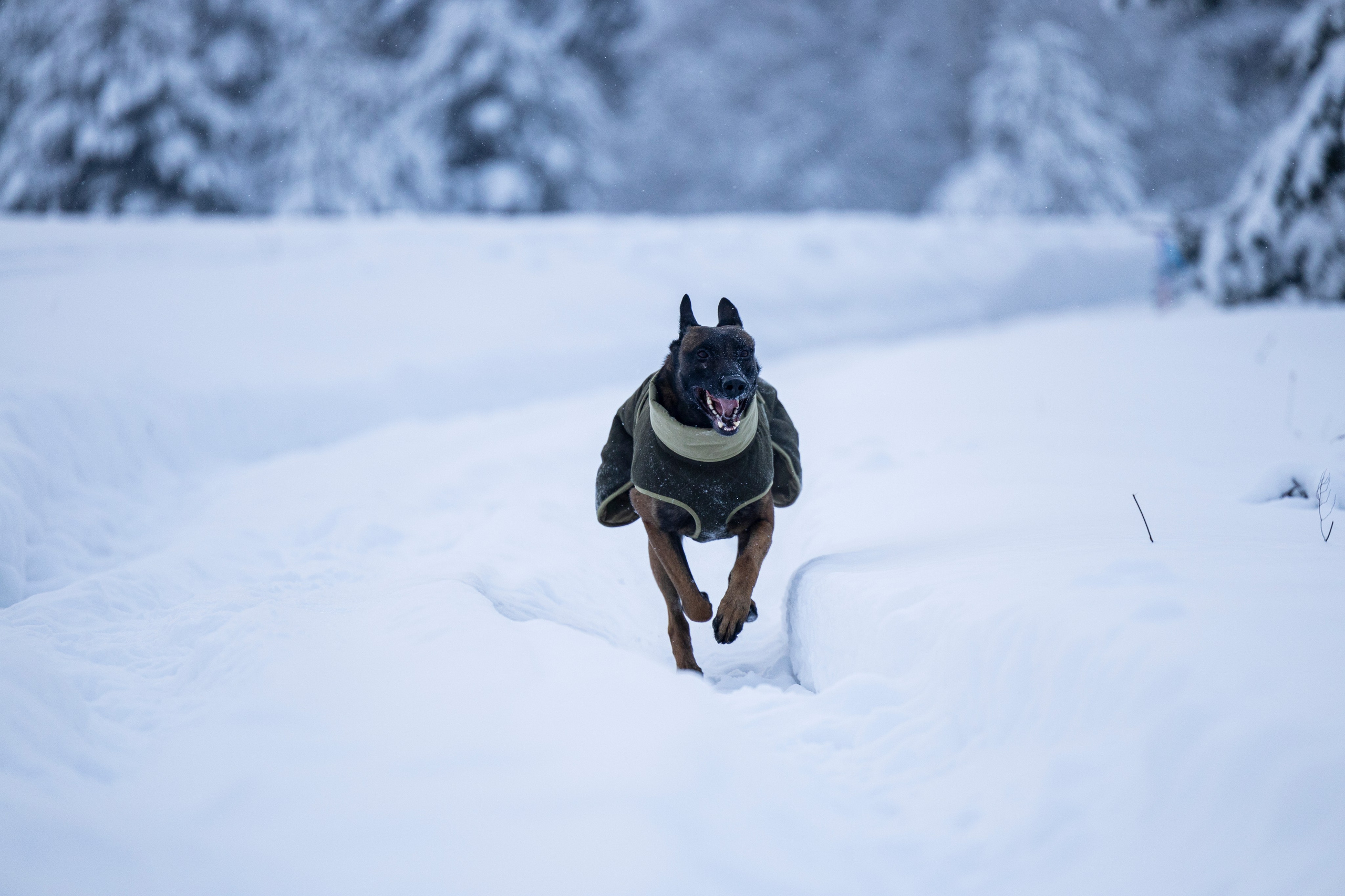 Брейвхунд. Фотограф-анималист Анна Маринич