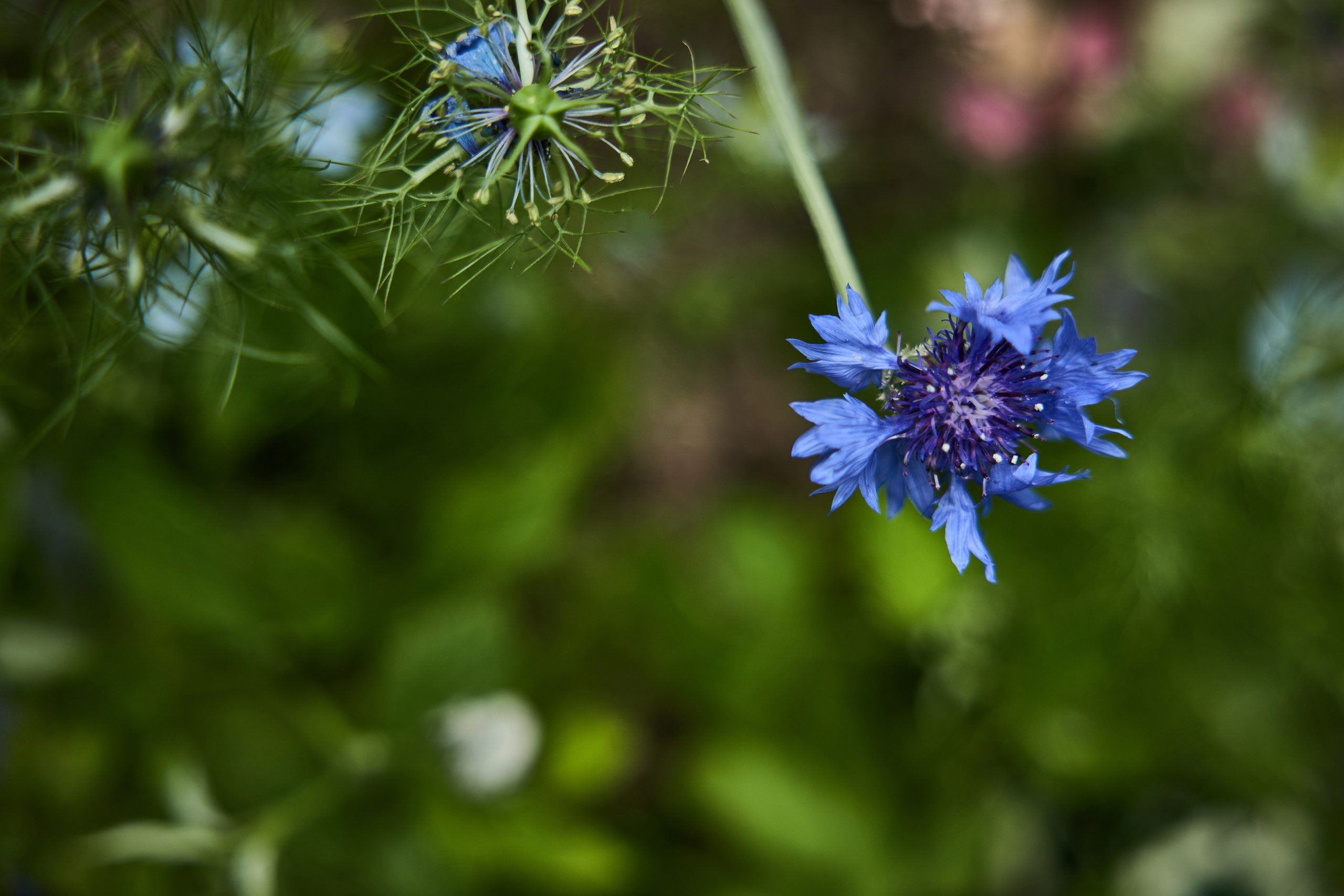 Максим и Софья. Kharchenkotatianaweddingphoto