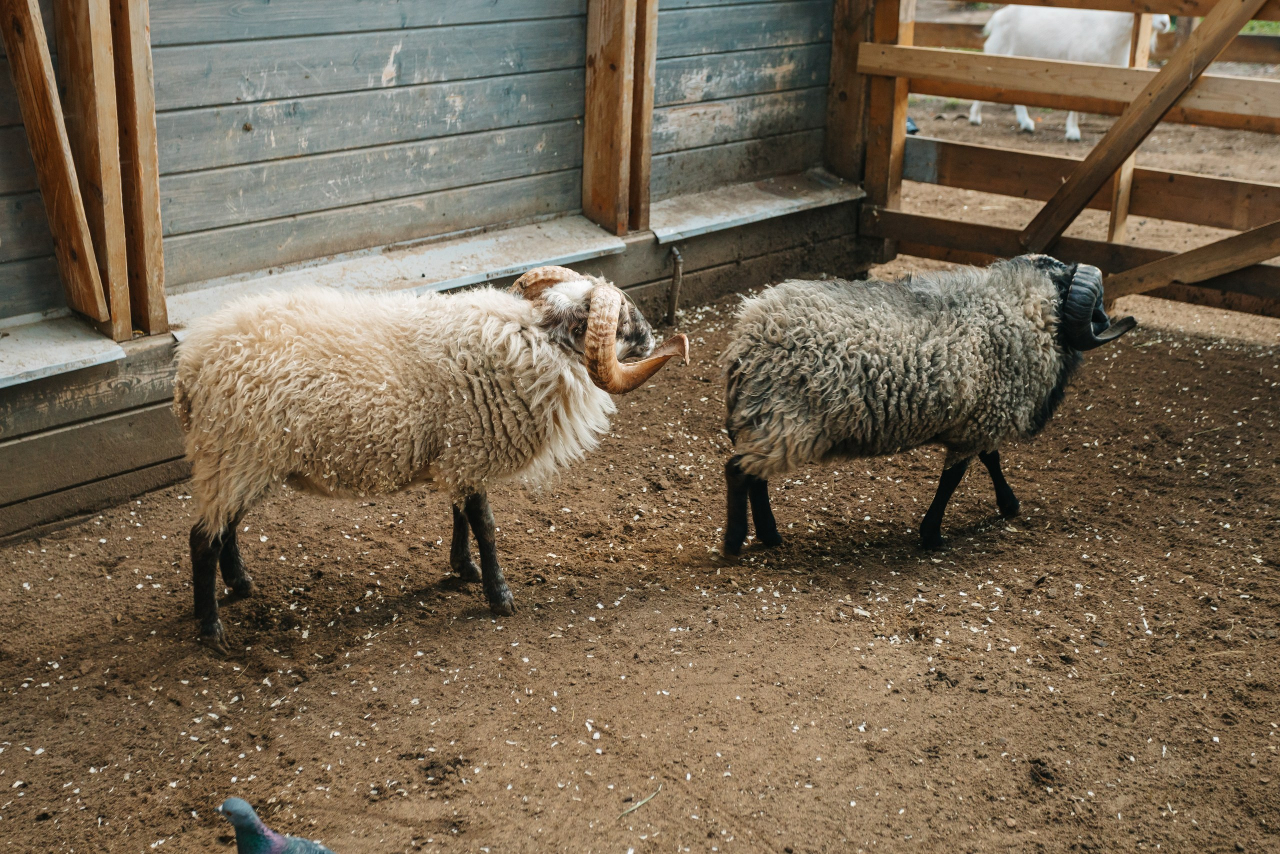 День рождения Марка. Андрей Партнов — фотогрраф, Москва