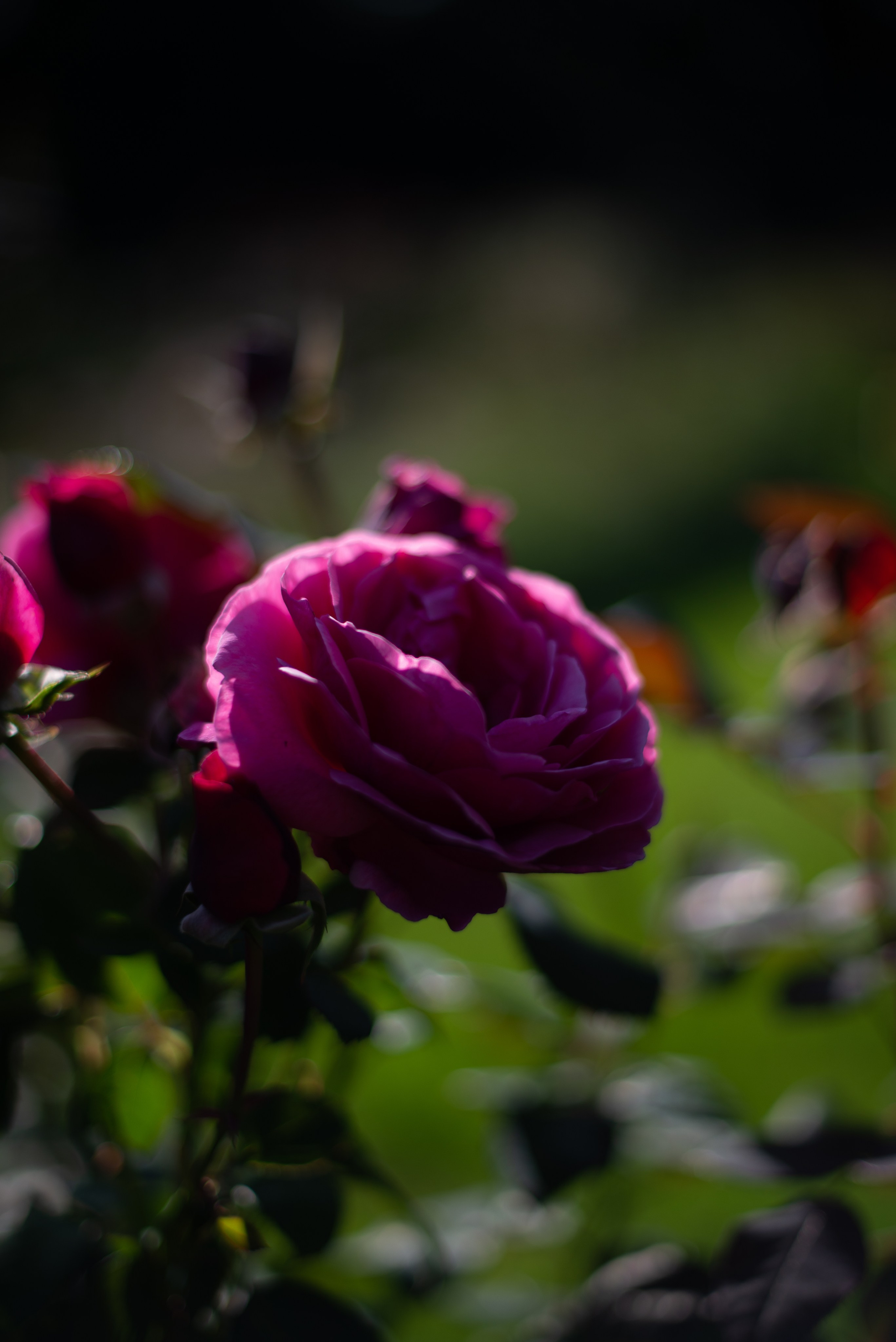 Цветы сада МГУ. Victoria Radjevna Репортажный Фотограф — Видеограф Москва • Санкт-Петербург