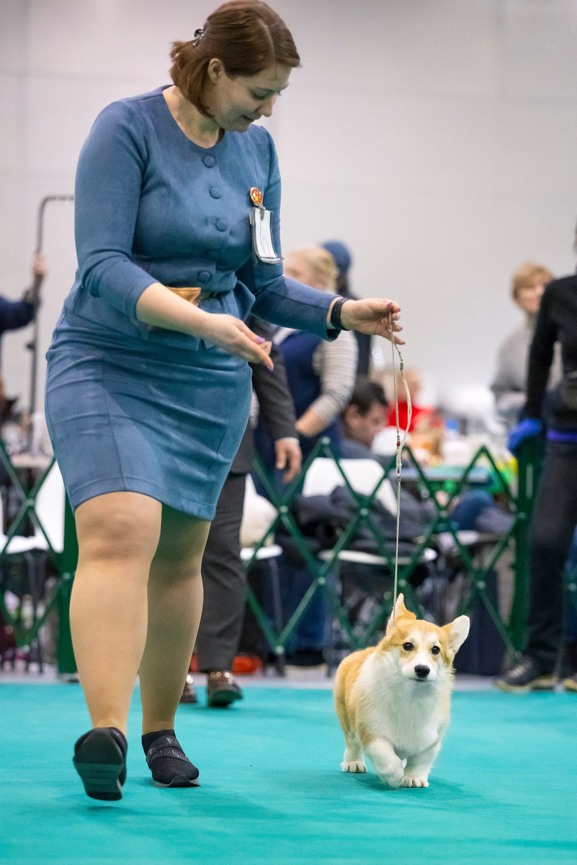 Крокус 10.02. Фотограф анималист, семейный фотограф, фотограф собак Комратова Мария. г. Москва