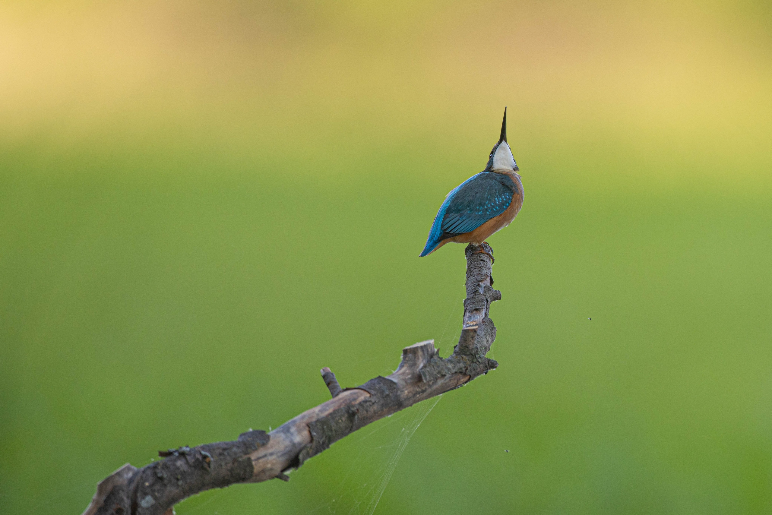 Зимородок, Природа, Артем Федоров, Новосибирск, SPC Gold