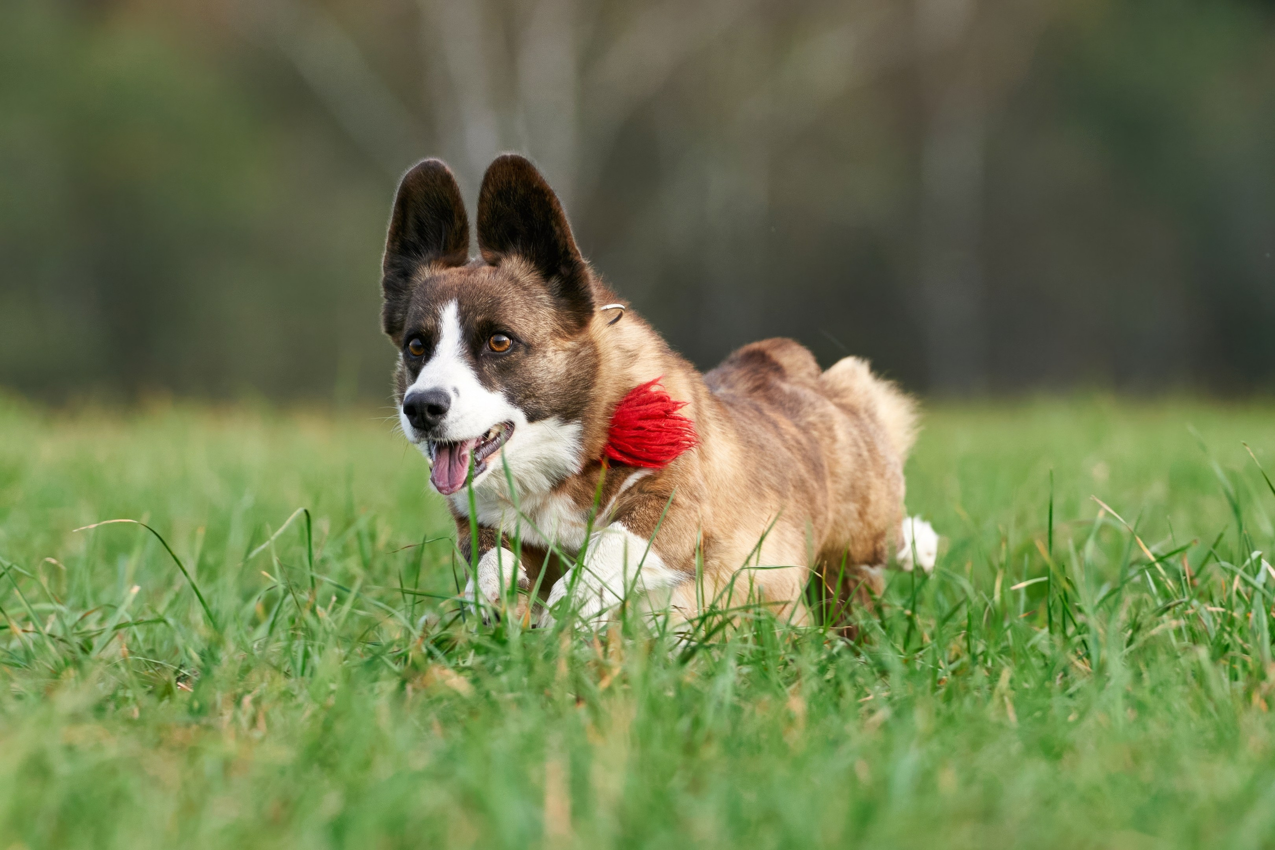 Репортажная съемка. Фотограф-анималист Михаил Манухин