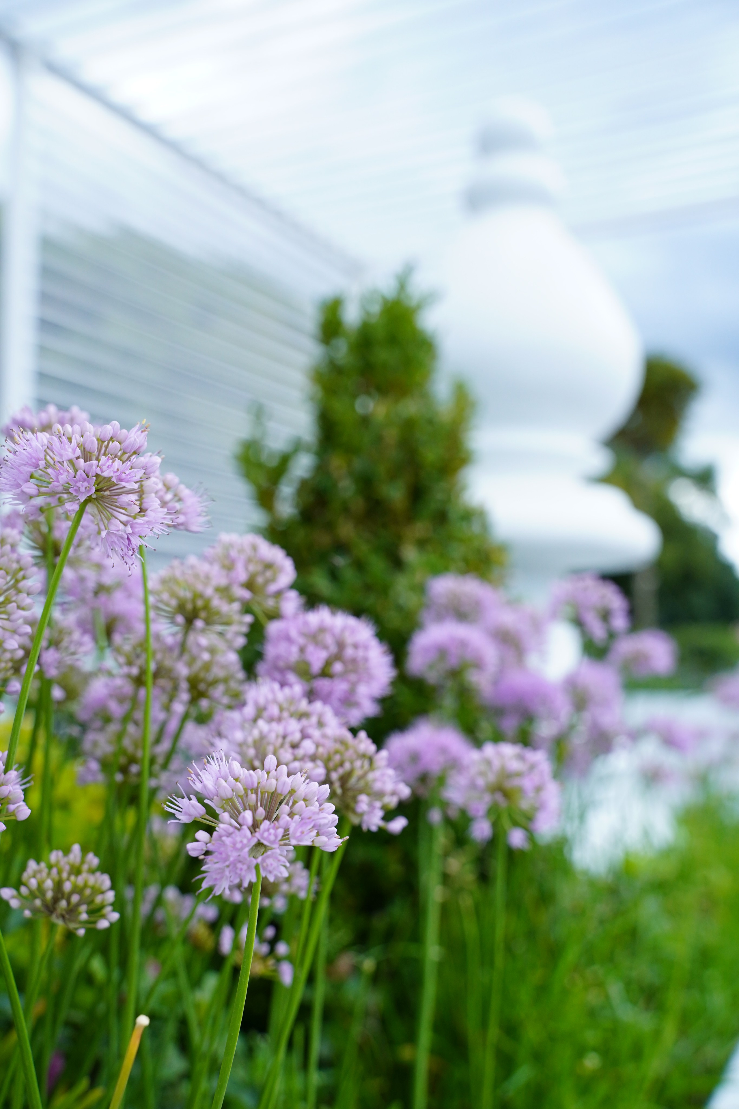 Город, цветы. Фотограф Елена Храмова