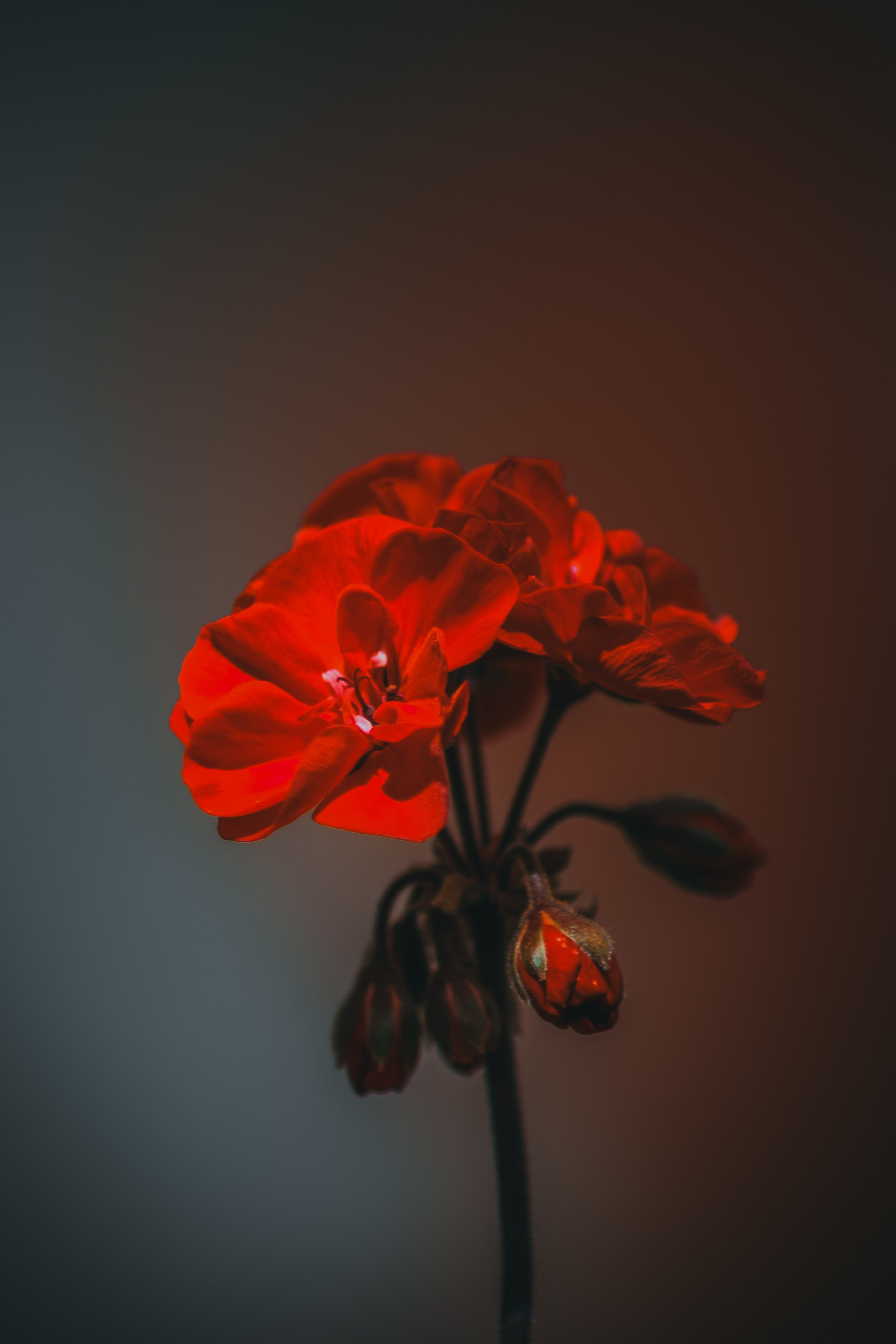 Р А С Т Е Н И Я. — Digital Noise —