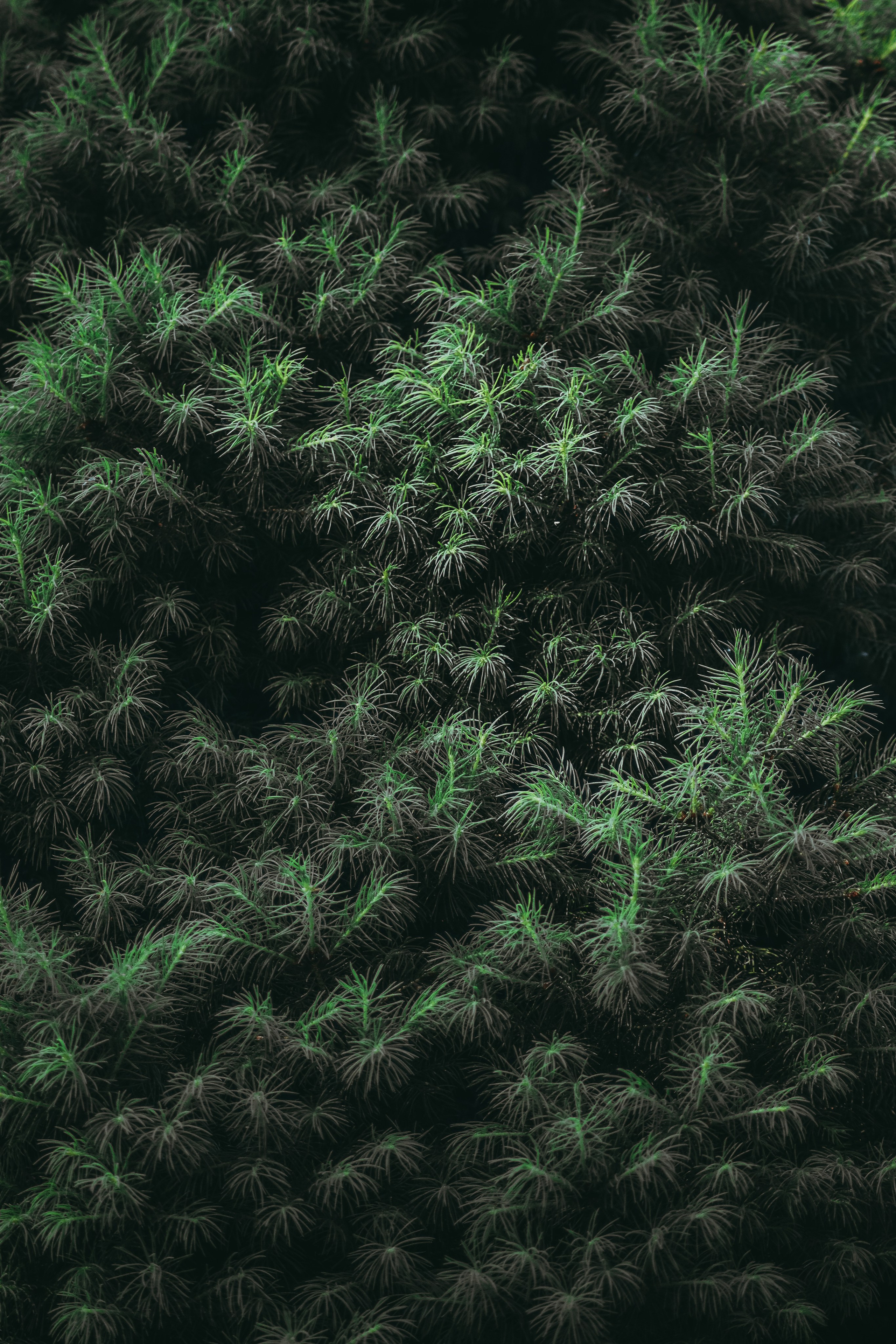 Ф О Н О В Ы Е. — Digital Noise —