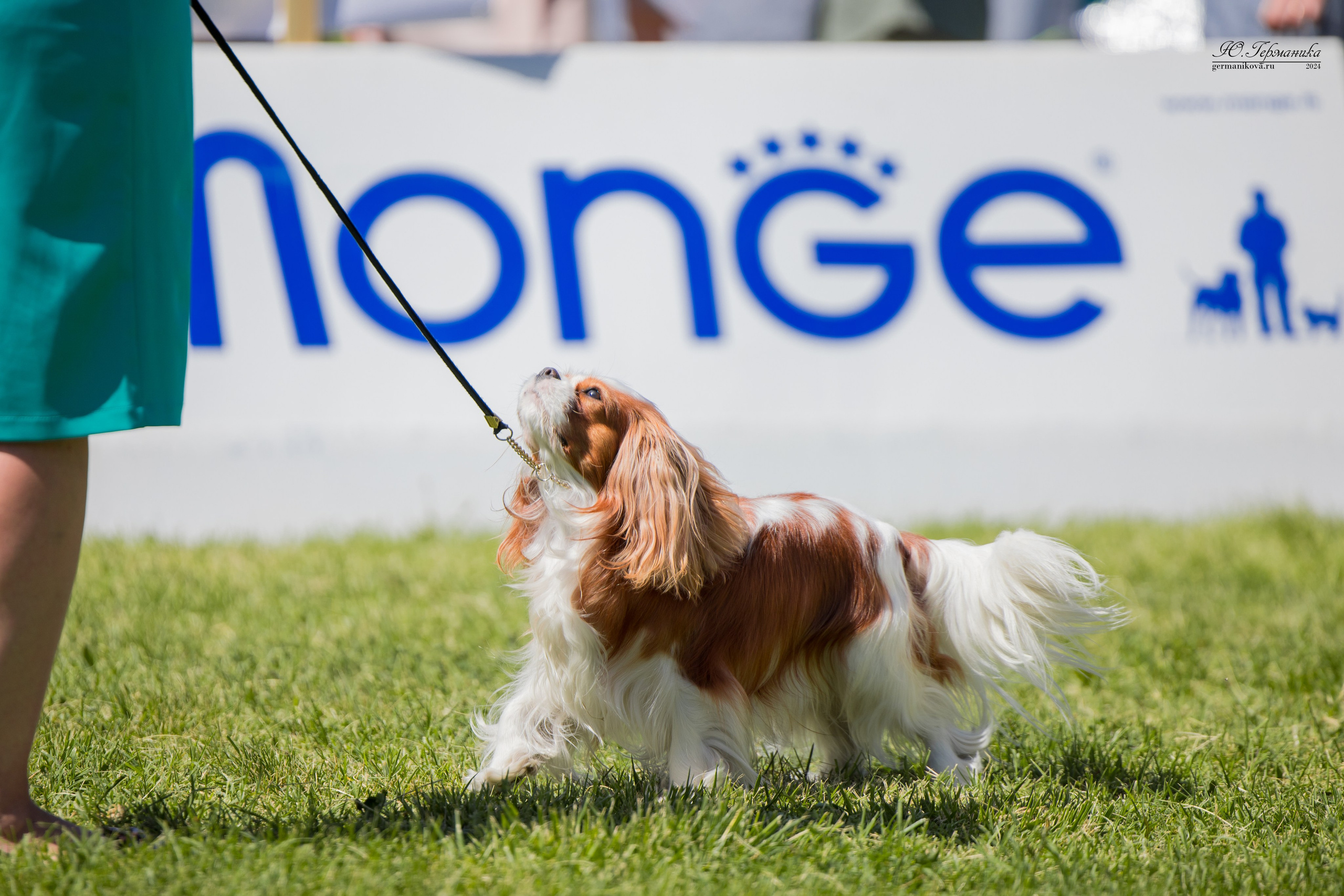 Ереван 3-5.06.2024. Фотограф-анималист Юлия Германика